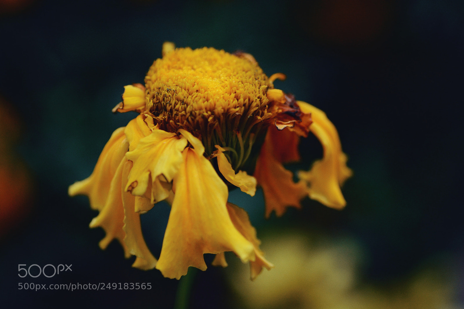 Nikon D7100 sample photo. Untitled photography
