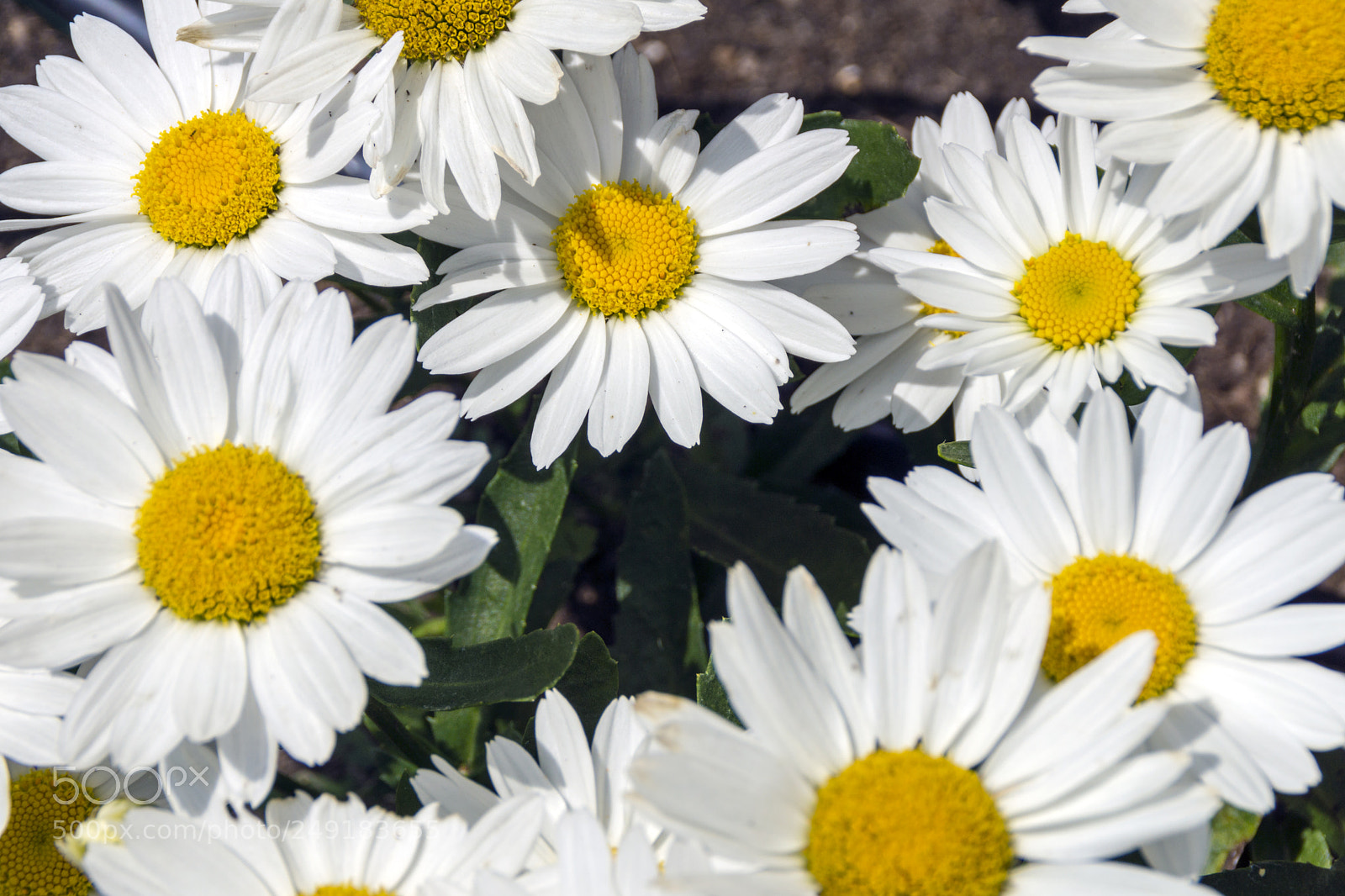 Sony SLT-A65 (SLT-A65V) sample photo. White flowers photography