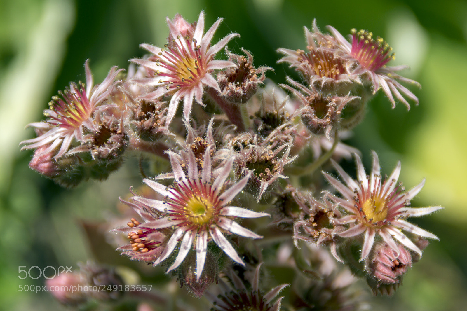 Sony SLT-A65 (SLT-A65V) sample photo. Goofy flower photography