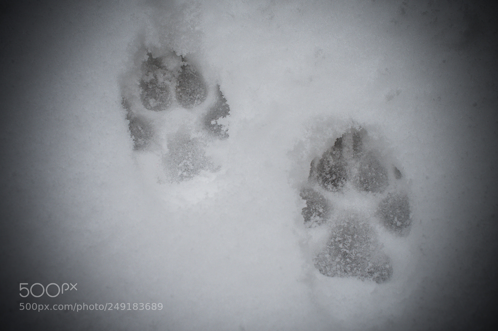 Nikon D500 sample photo. Dog footprints into snow photography