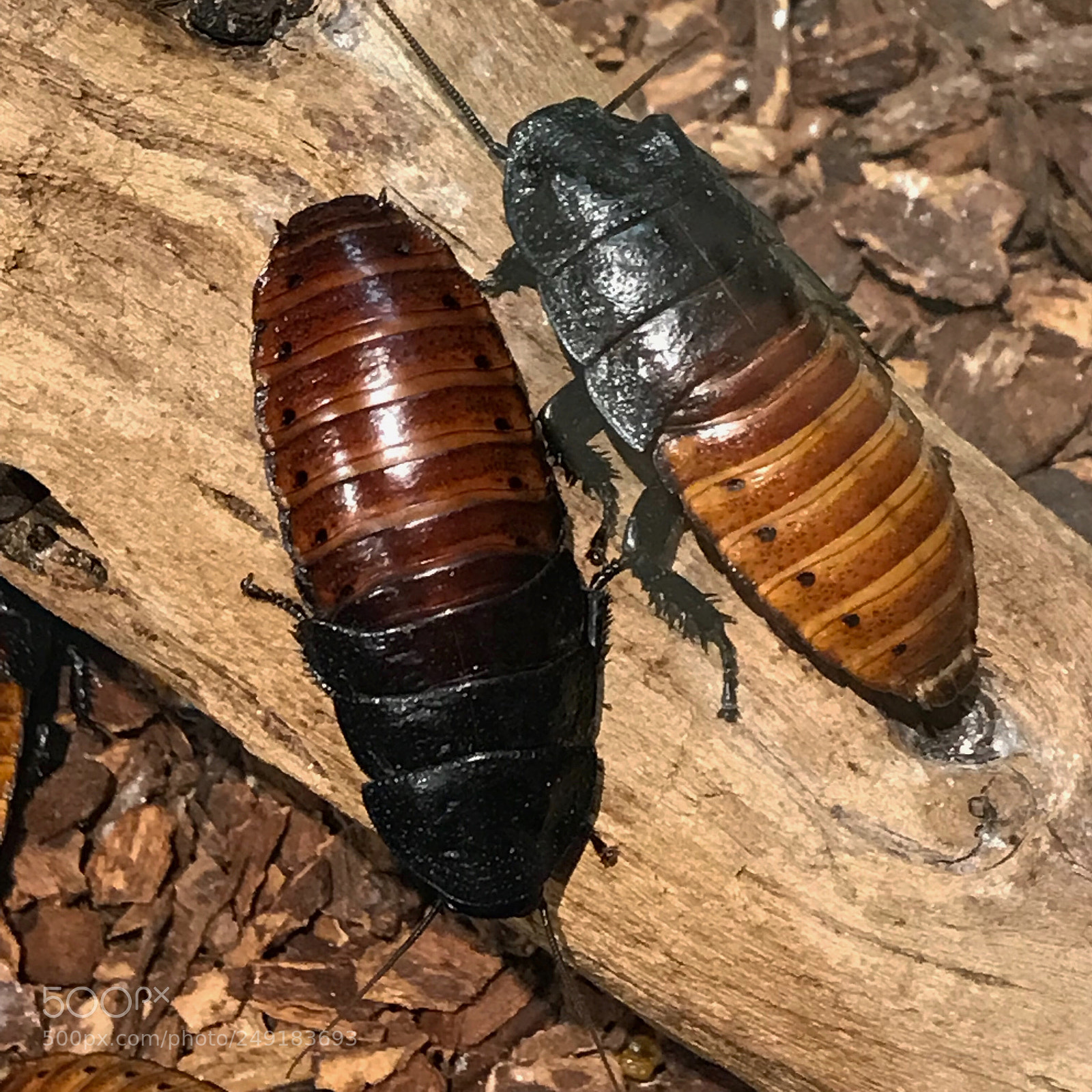 Apple iPhone 7 sample photo. Madagascar hissing cockroaches photography