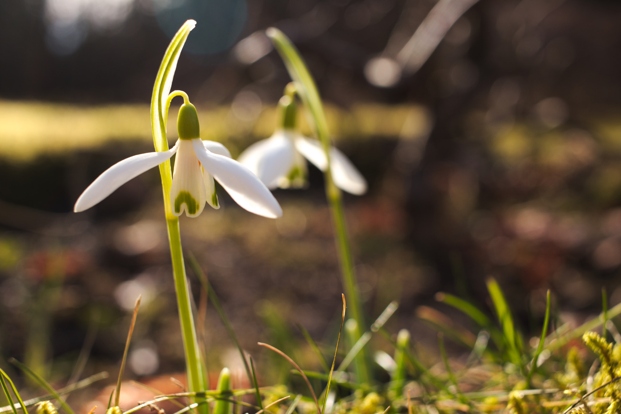 Canon EF-S 24mm F2.8 STM sample photo