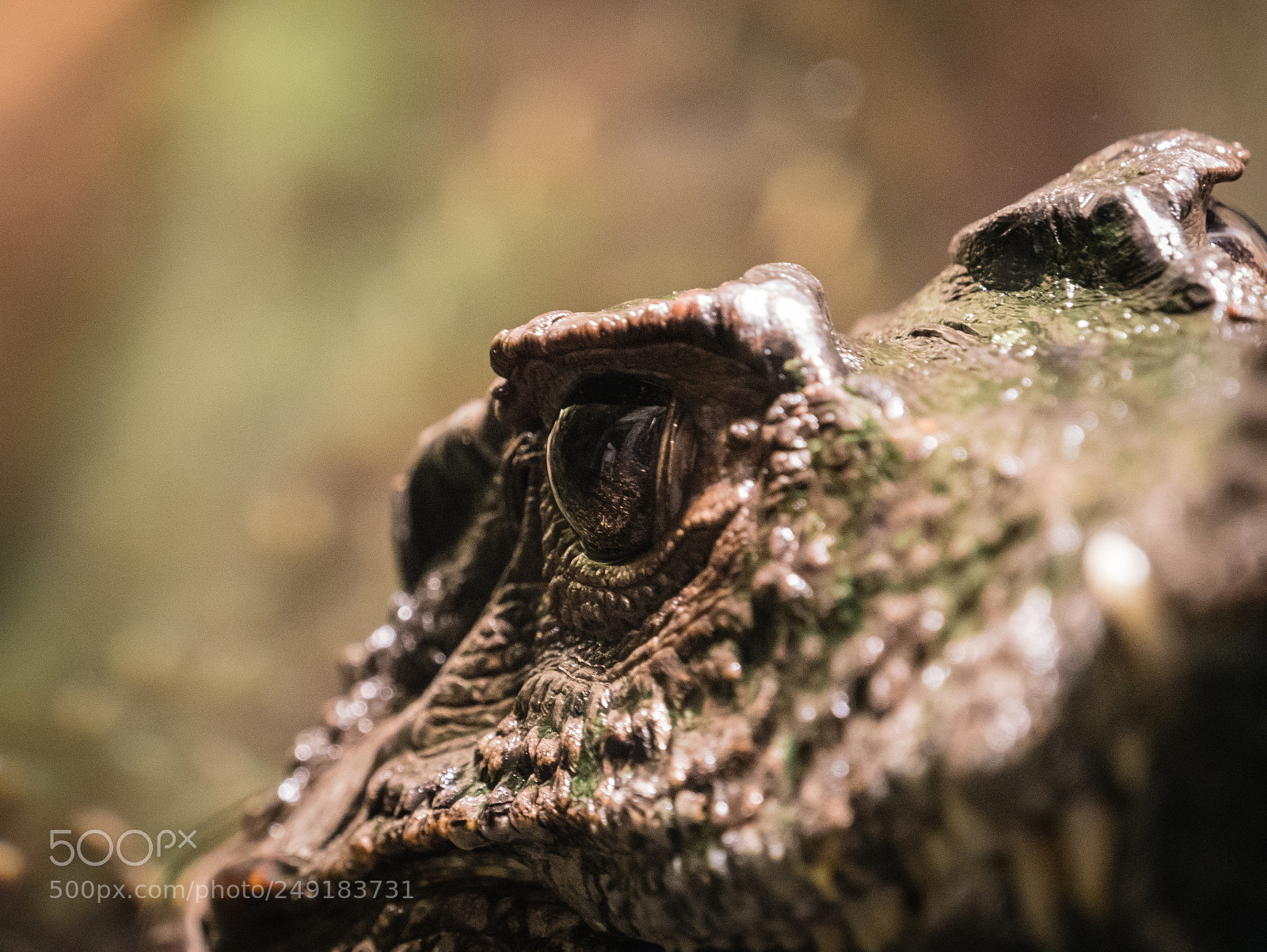 Panasonic Lumix DMC-GX85 (Lumix DMC-GX80 / Lumix DMC-GX7 Mark II) sample photo. Kaiman's eye photography