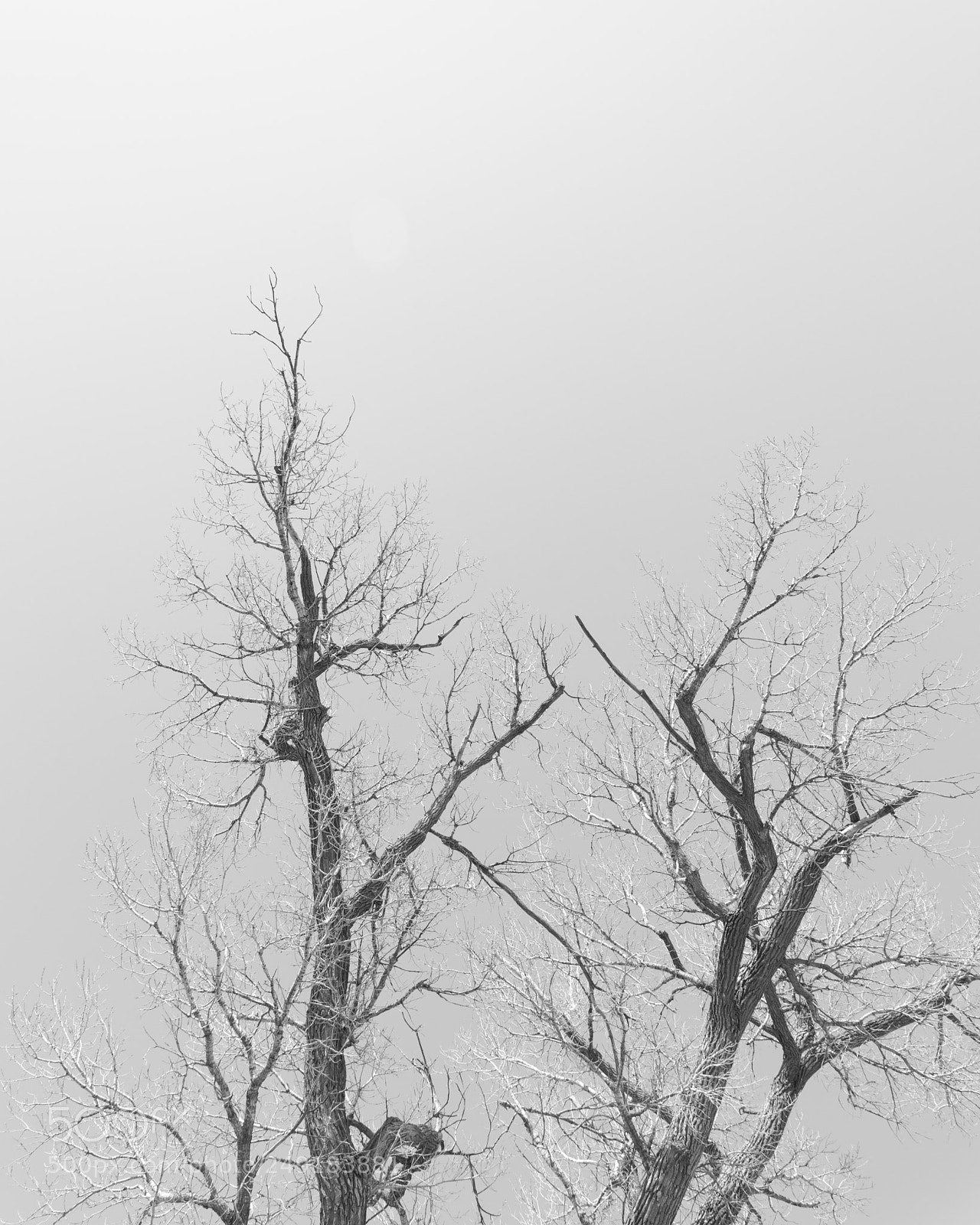 Sony a7R II sample photo. Life and color gone photography