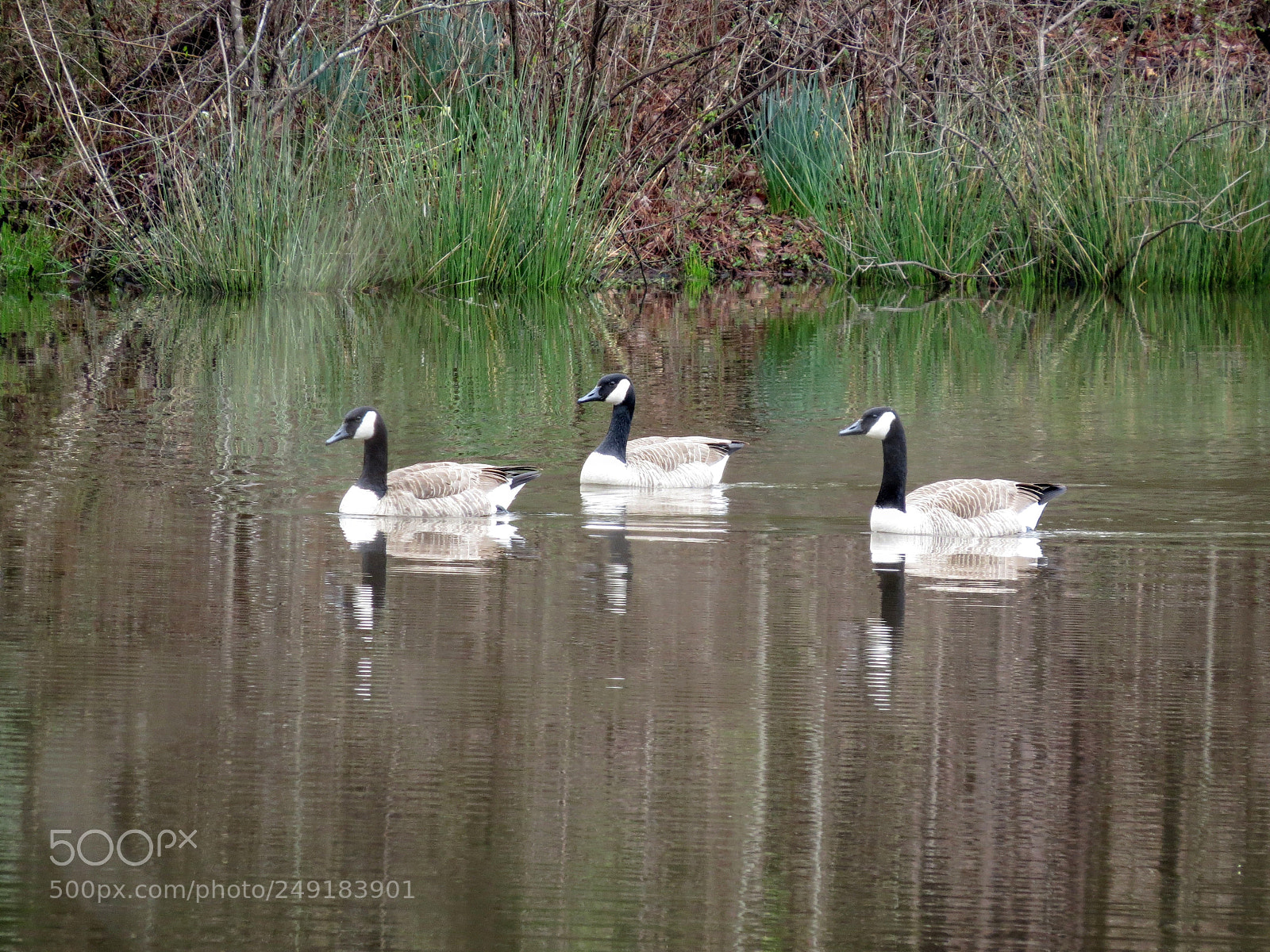 Canon PowerShot SX50 HS sample photo. Three canada geese photography