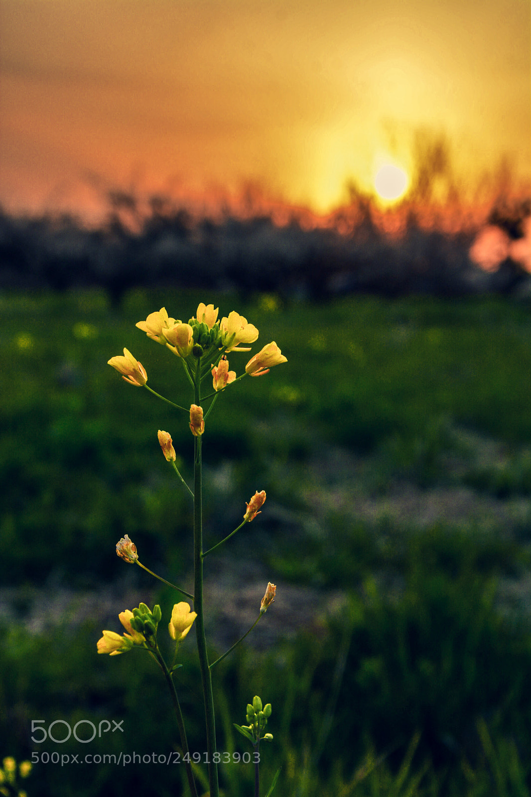 Nikon D7100 sample photo. Spring yellow flowers in photography