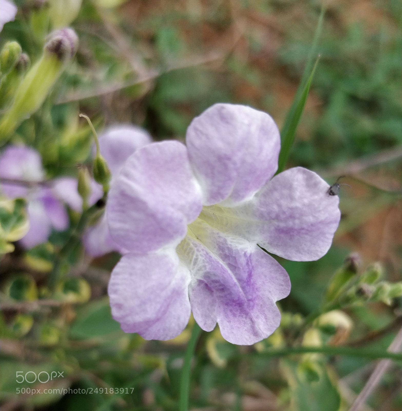OnePlus 5 sample photo. Purple bloom photography