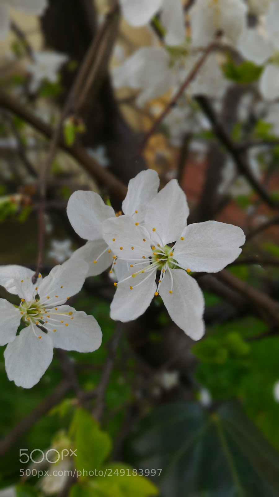 ASUS ZenFone 2 (ZE551ML) sample photo. Untitled photography