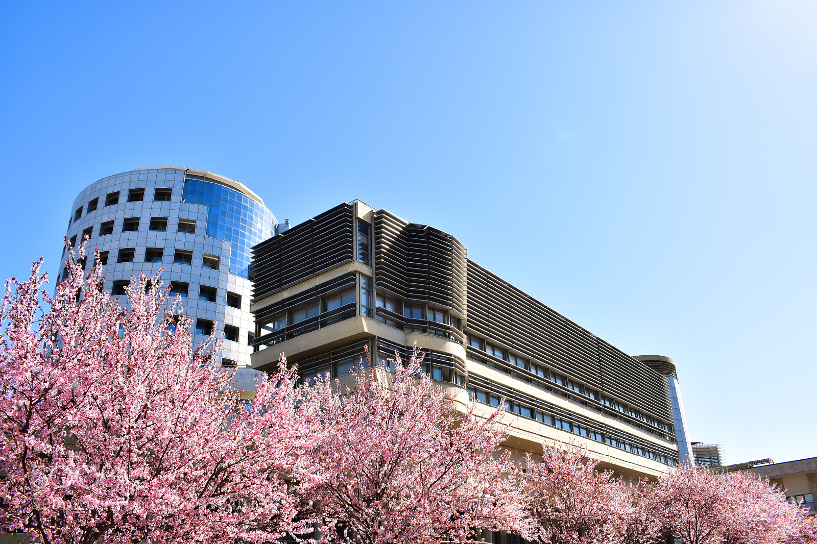 Nikon D5600 sample photo. Spring photography