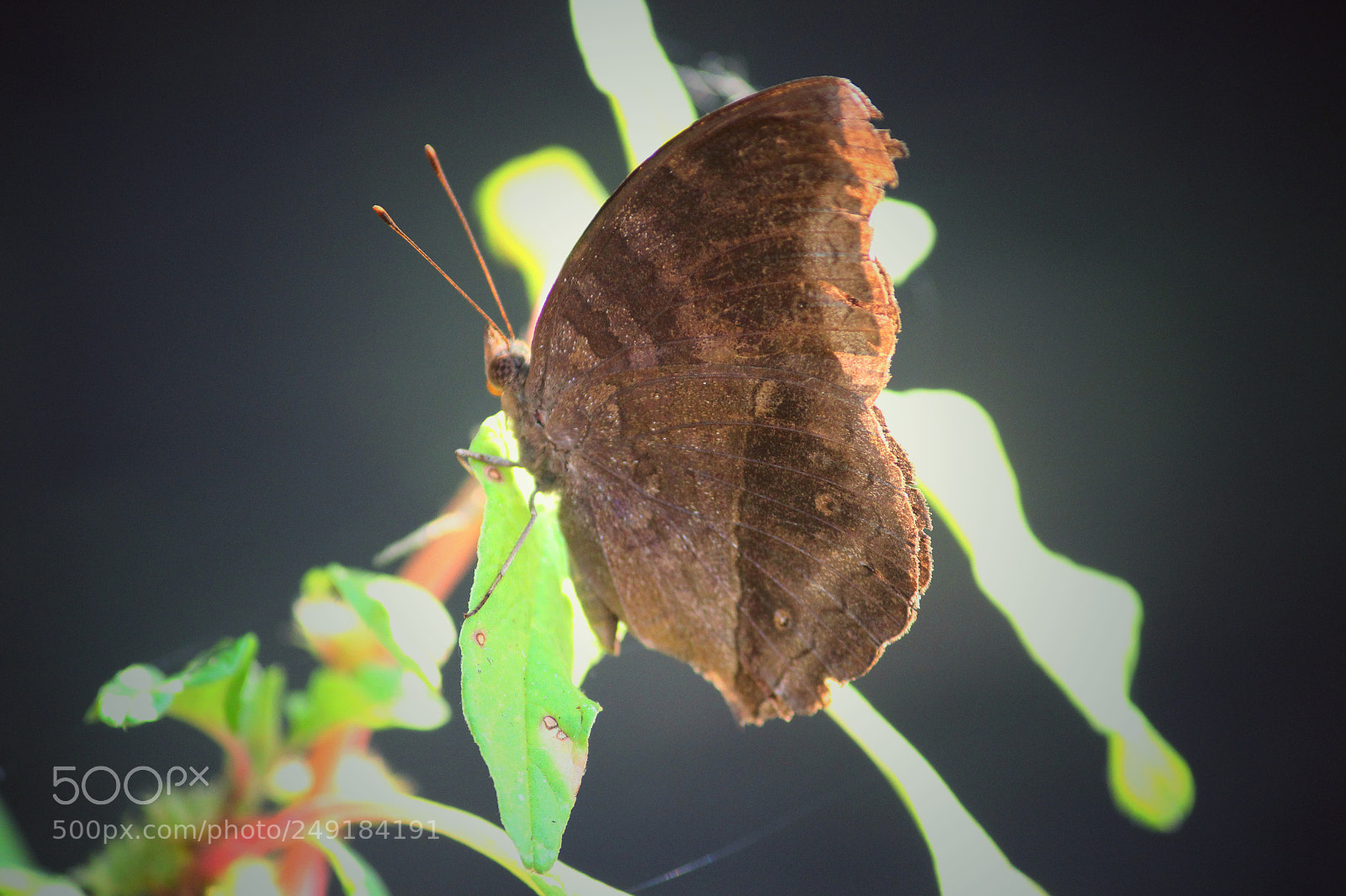 Canon EOS 700D (EOS Rebel T5i / EOS Kiss X7i) sample photo. Fly away photography