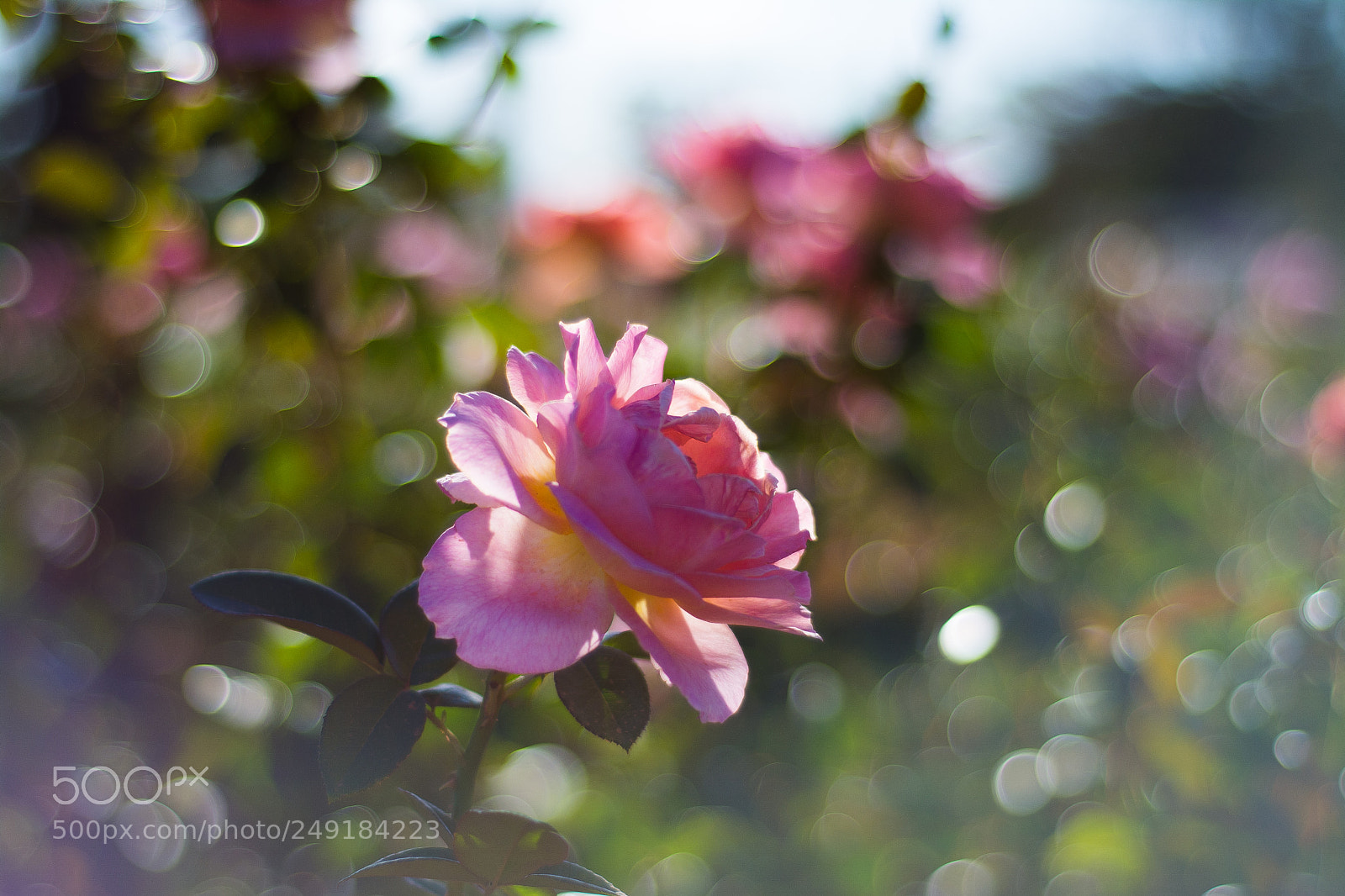 Nikon D7100 sample photo. Rosa bonica 82 photography