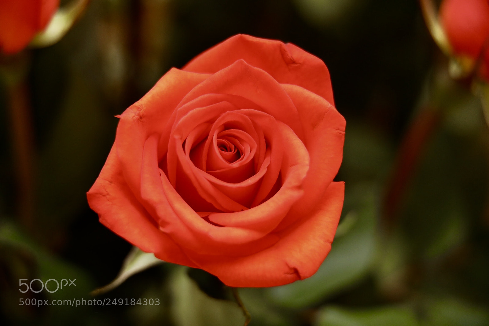 Canon EOS 5D Mark IV sample photo. Rose photography