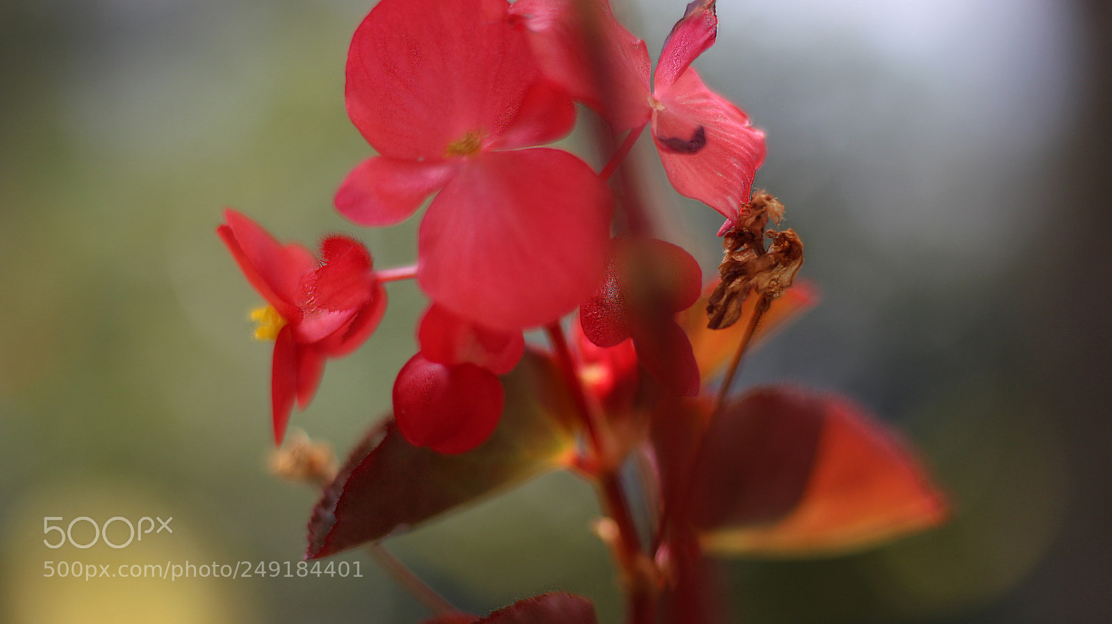 Canon EOS 700D (EOS Rebel T5i / EOS Kiss X7i) sample photo. Verano red flower photography
