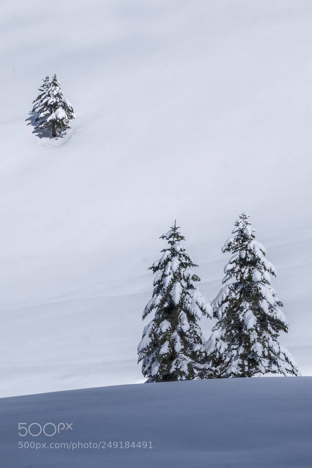 Fujifilm X-T2 sample photo. 3 sapins en hiver photography