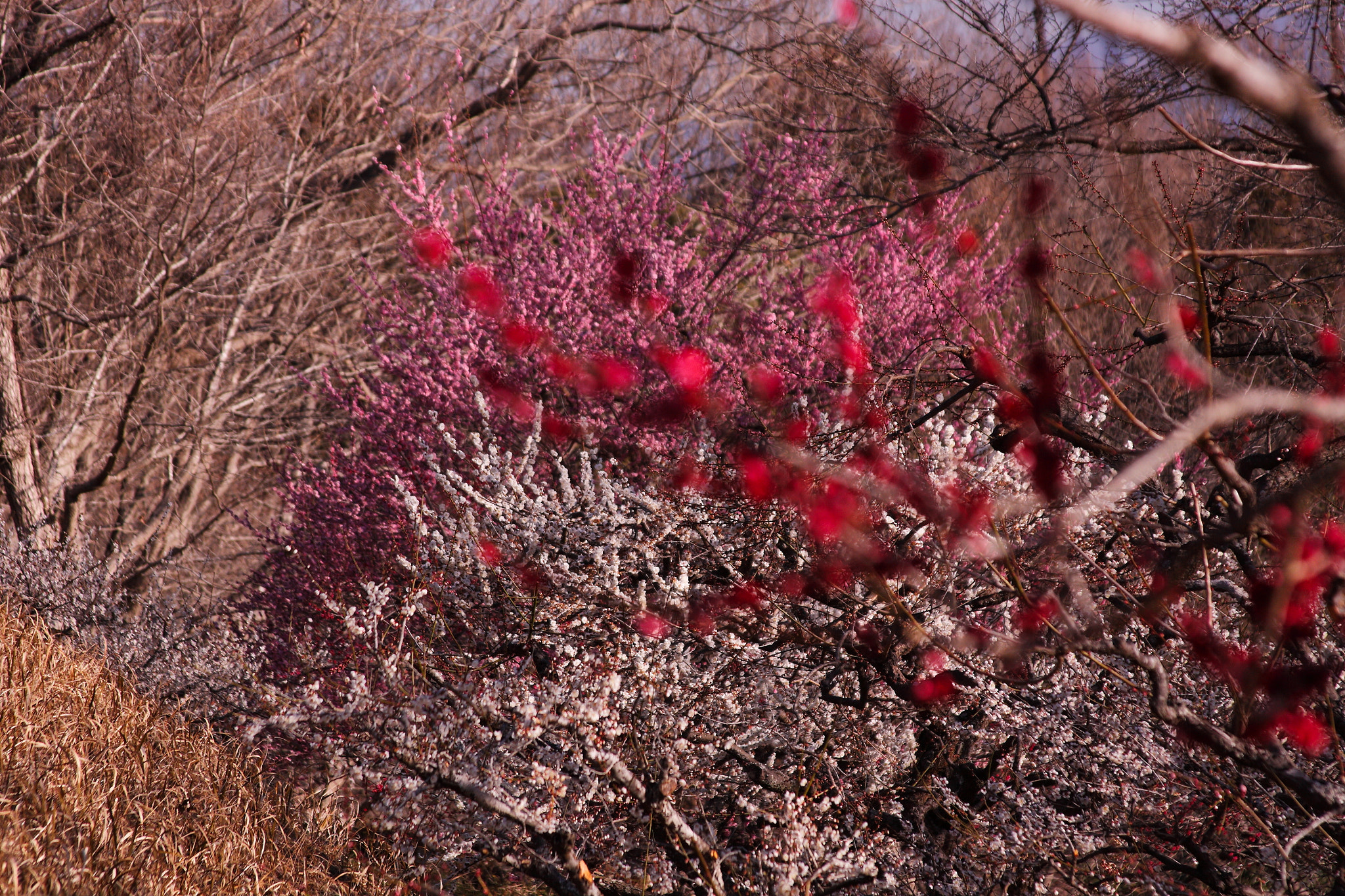 Canon EF 28-135mm F3.5-5.6 IS USM sample photo. Iwamoto mountain park photography