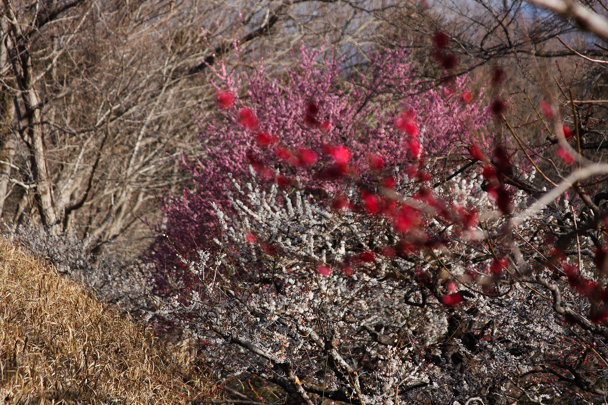 Canon EF 28-135mm F3.5-5.6 IS USM sample photo. Iwamoto mountain park photography