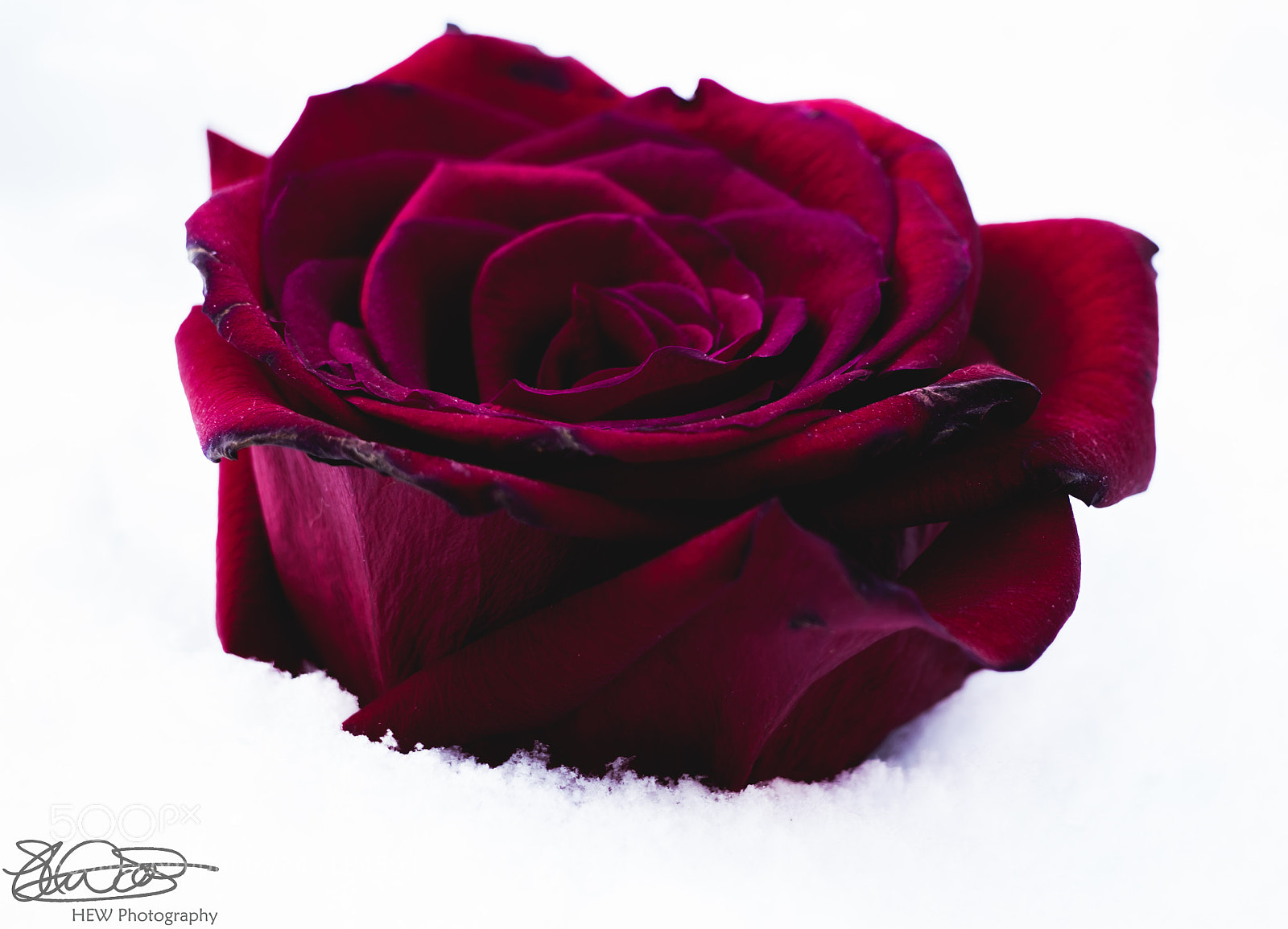 Olympus OM-D E-M10 II sample photo. Snow white and rose photography