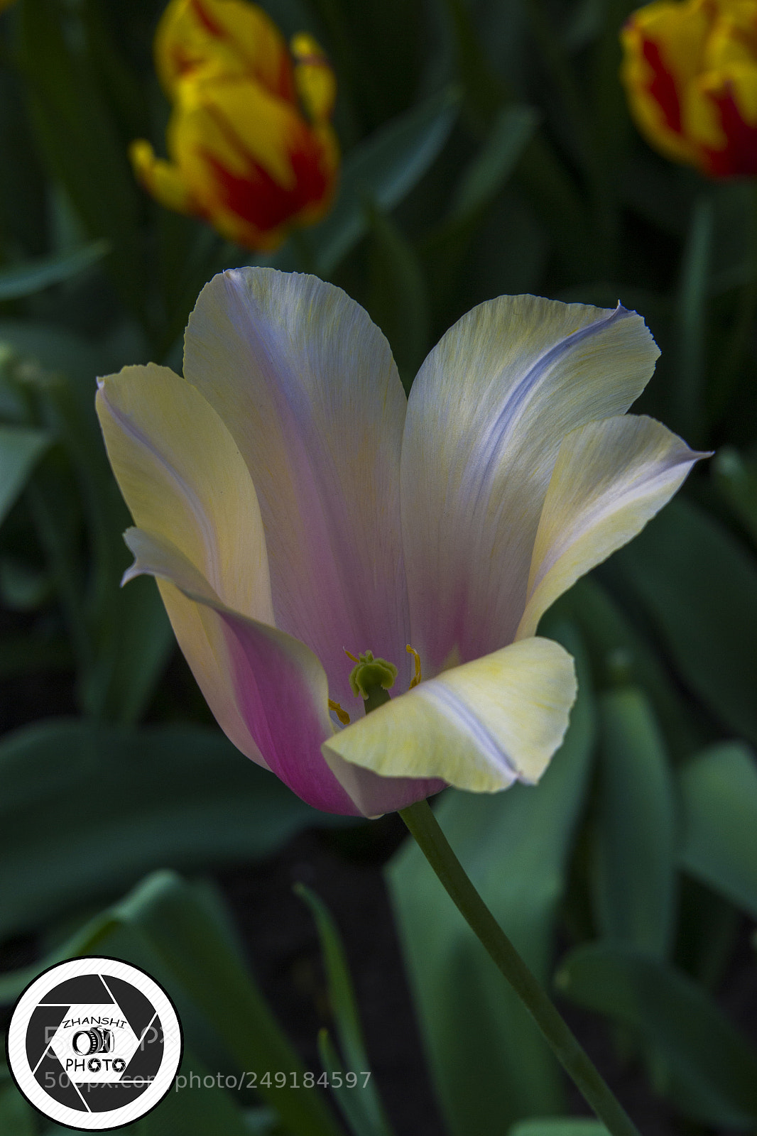 Nikon D3100 sample photo. Tulip photography