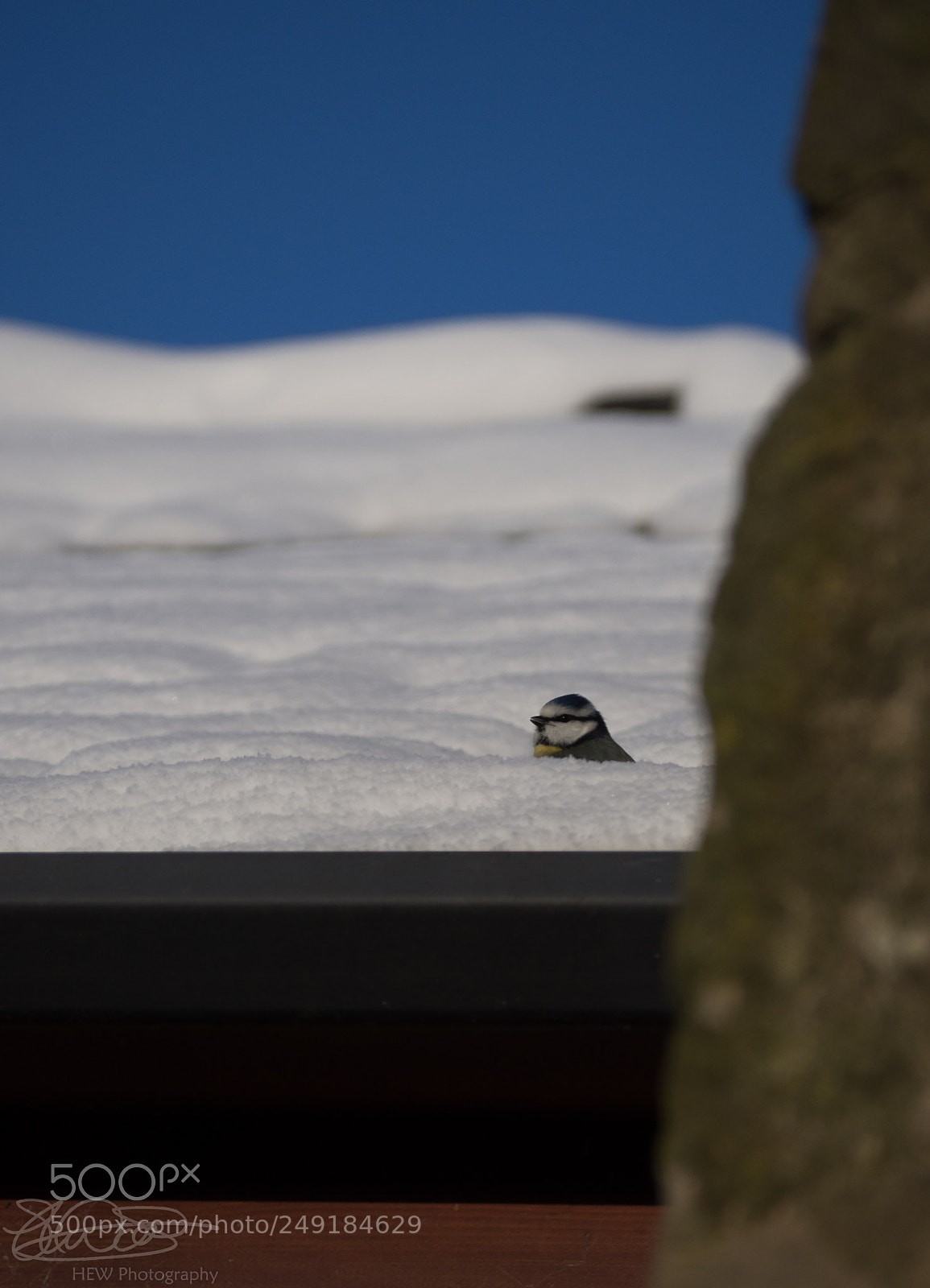 Olympus OM-D E-M10 II sample photo. Busy blue tit.. photography