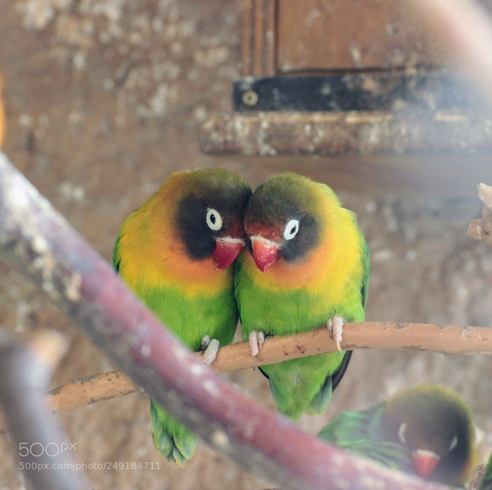Canon EOS 600D (Rebel EOS T3i / EOS Kiss X5) sample photo. Cuddling photography