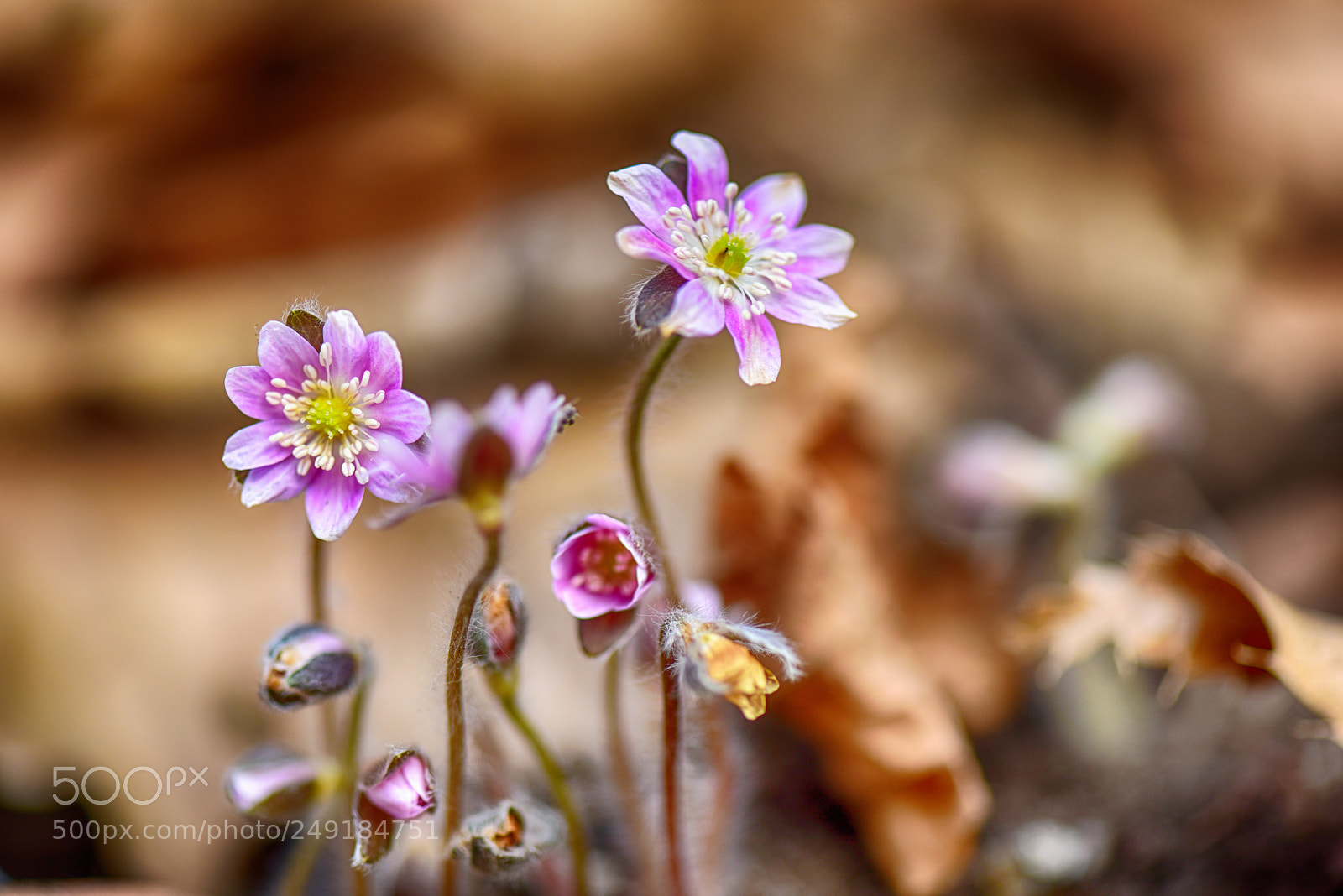 Nikon D810 sample photo. Untitled photography