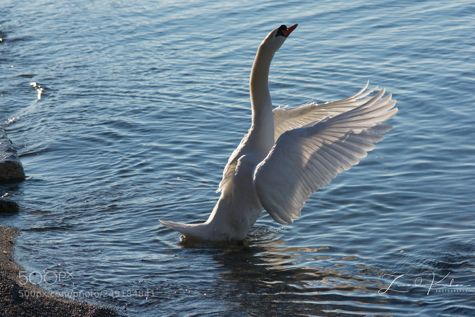 Nikon D3400 sample photo. Swan wings photography