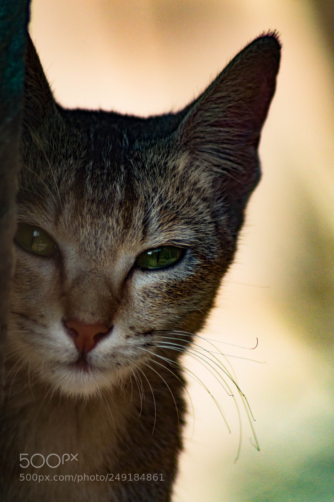 Nikon D3200 sample photo. Peek a boo photography