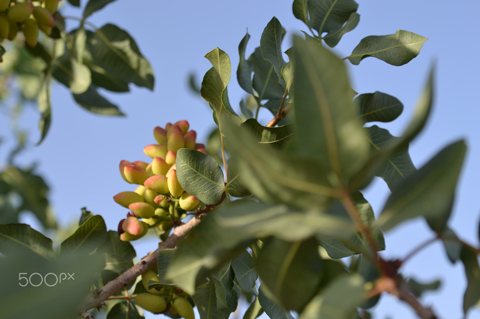 Nikon D3100 sample photo. Baby pistachio photography