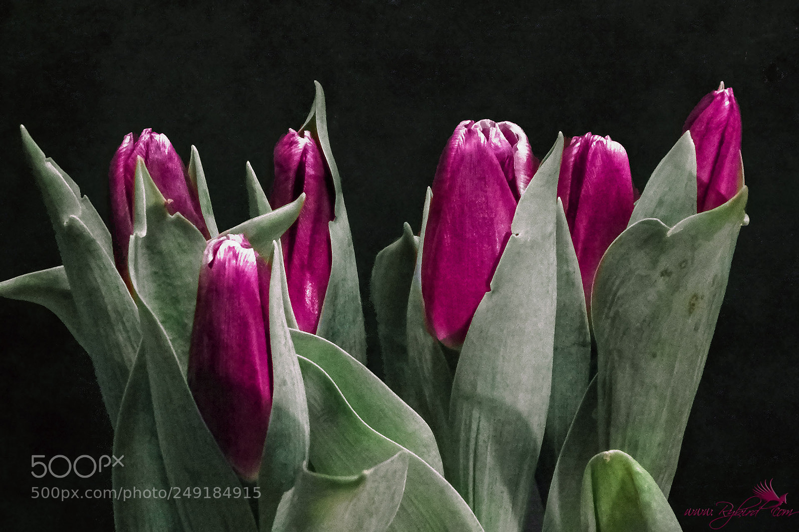 Fujifilm FinePix S1 sample photo. Sextulips photography