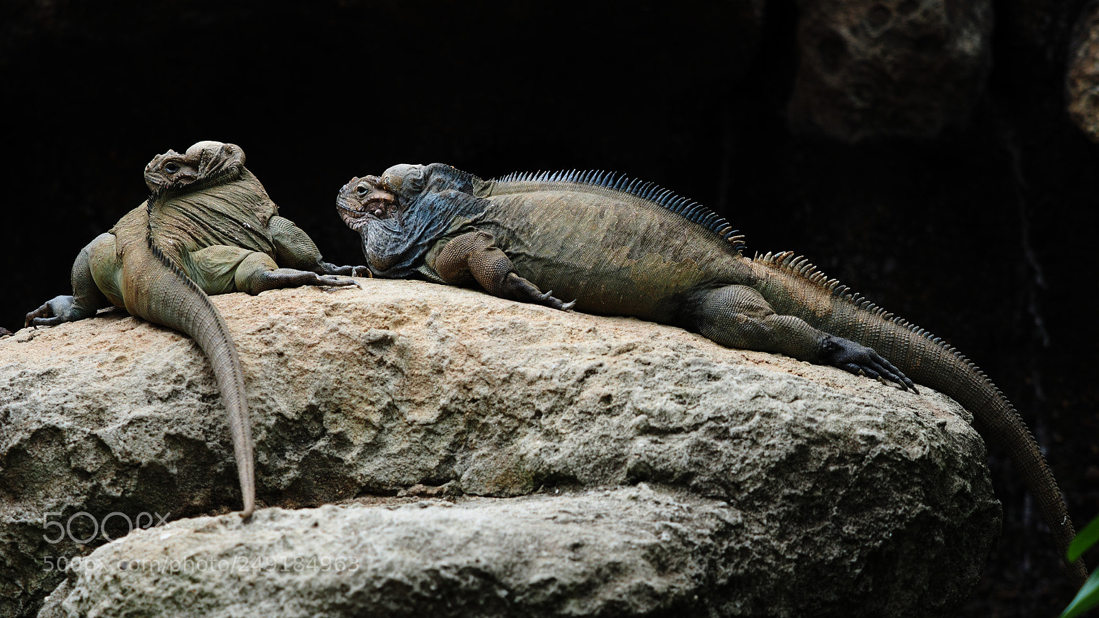 Olympus OM-D E-M1 sample photo. 蜥蜴 australia zoo photography