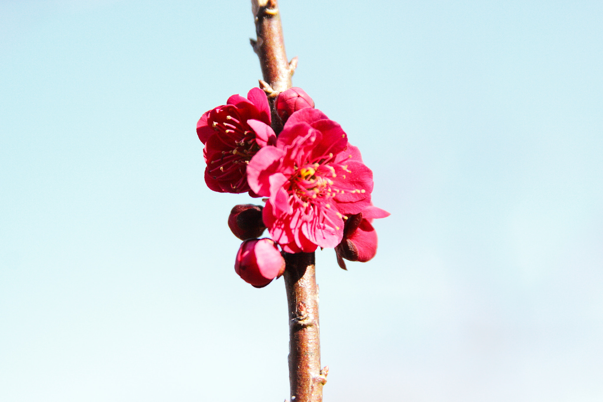 Canon EF 28-135mm F3.5-5.6 IS USM sample photo. Iwamoto mountain park photography