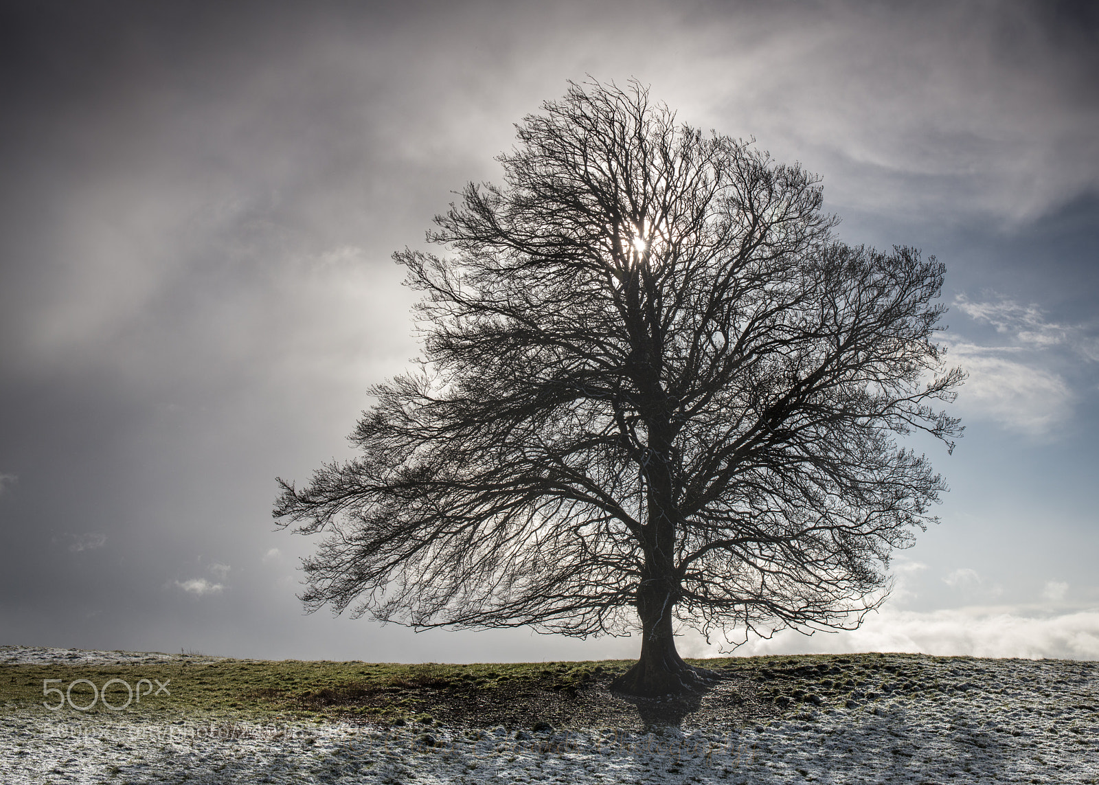 Canon EOS 5DS sample photo. Tree in the snow photography
