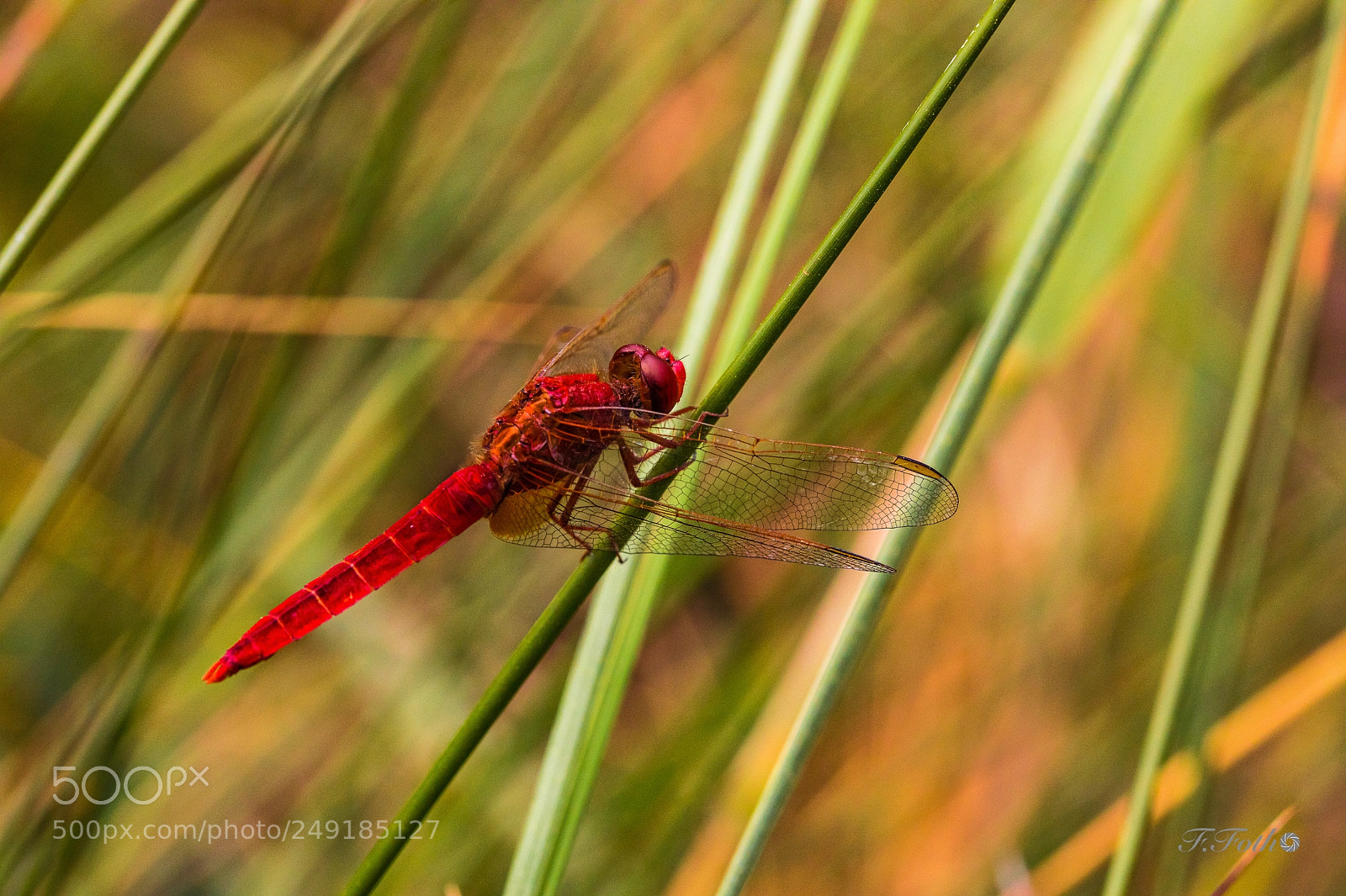 Canon EOS 5D Mark IV sample photo. Red dragonfly 1 photography
