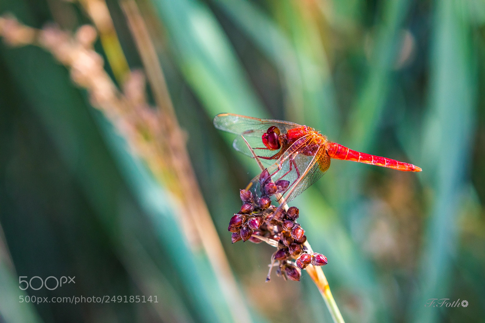 Canon EOS 5D Mark IV sample photo. Red dragonfly 2 photography