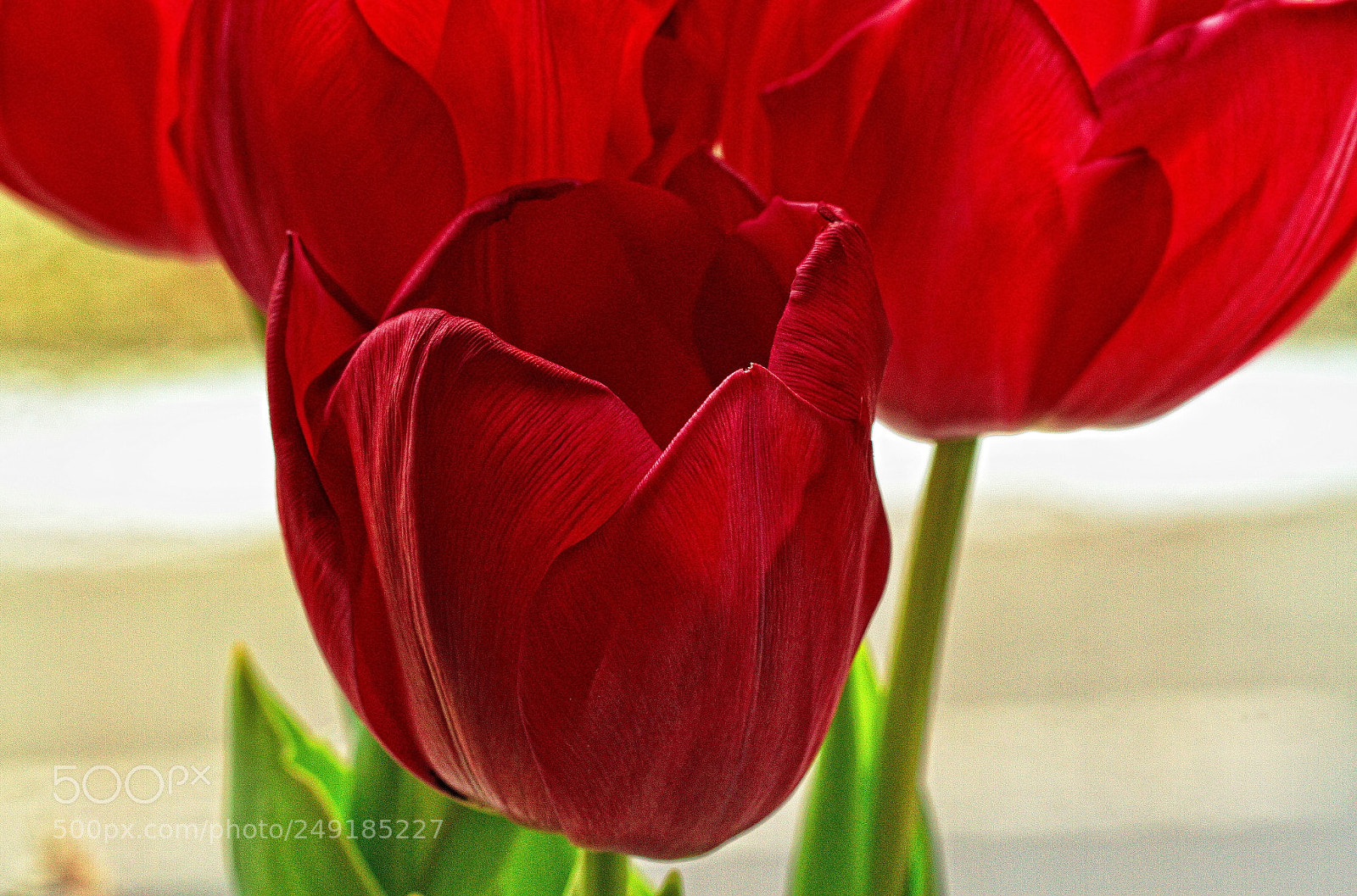 Canon EOS 7D sample photo. Tulips photography