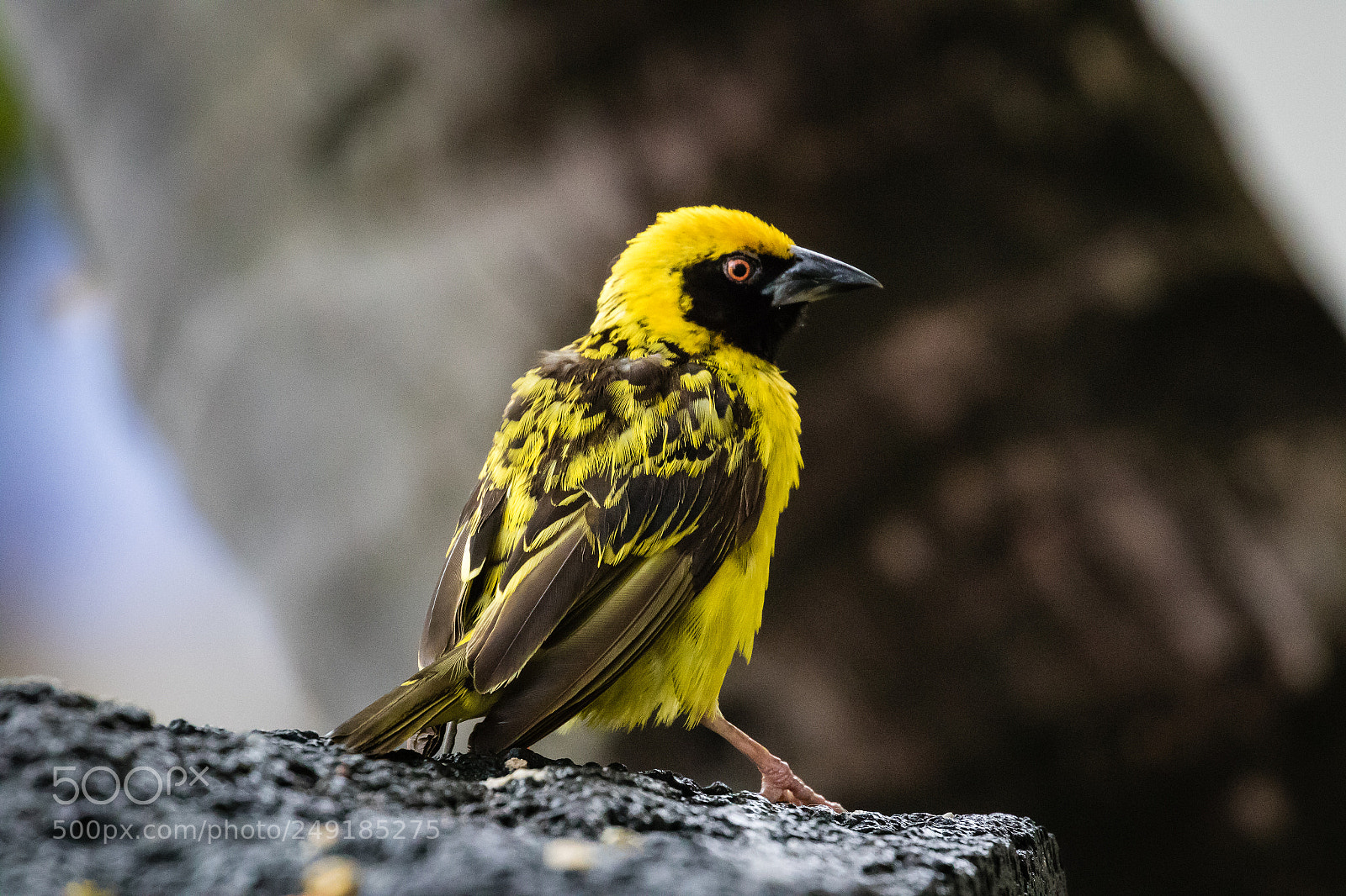 Canon EOS 7D Mark II sample photo. Village weaver male photography