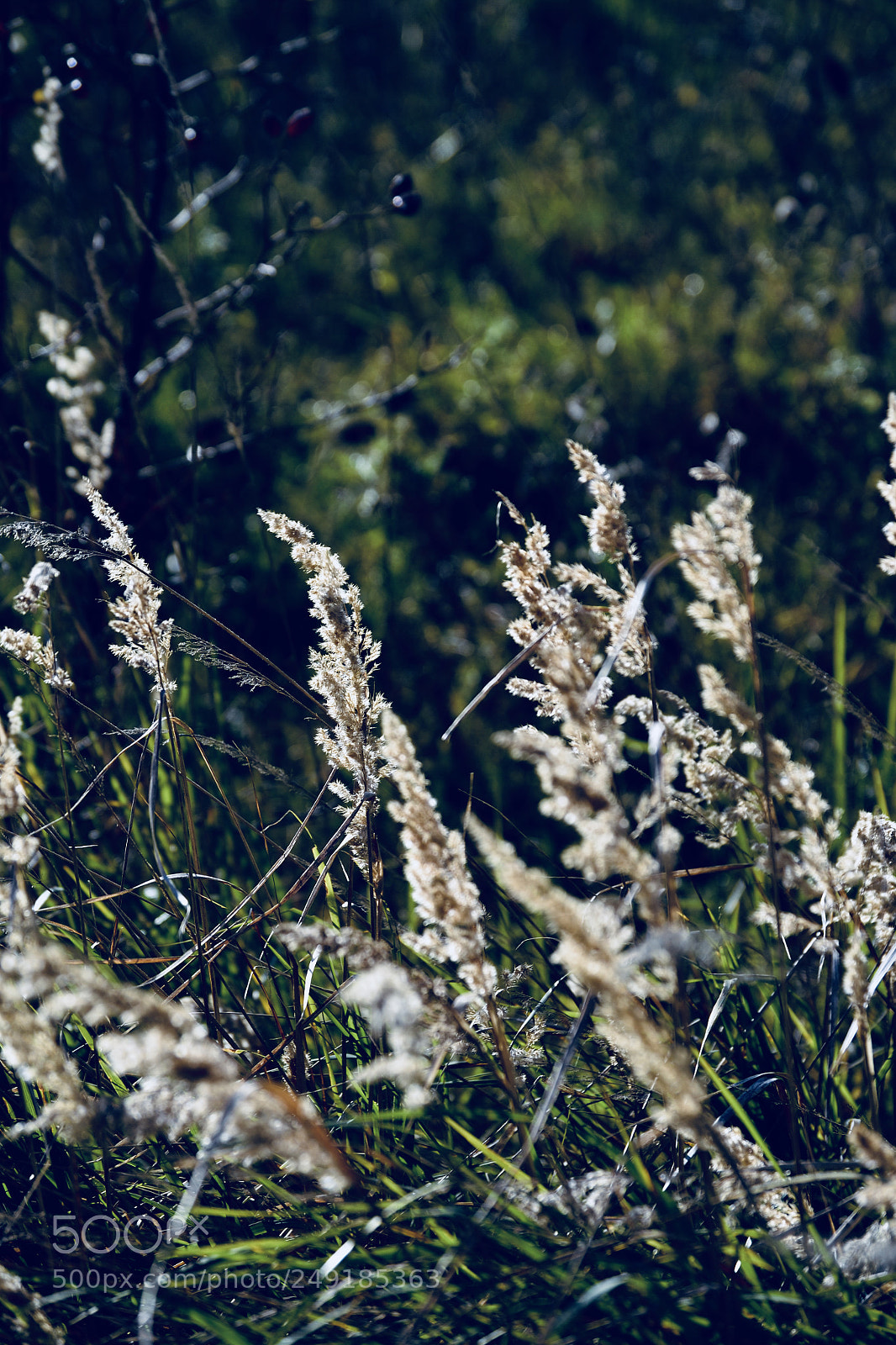 Nikon D3100 sample photo. Gras photography