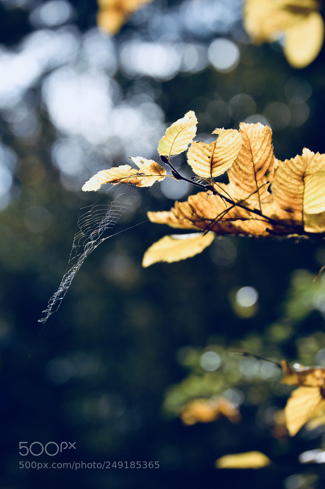 Nikon D3100 sample photo. Golden leafs photography
