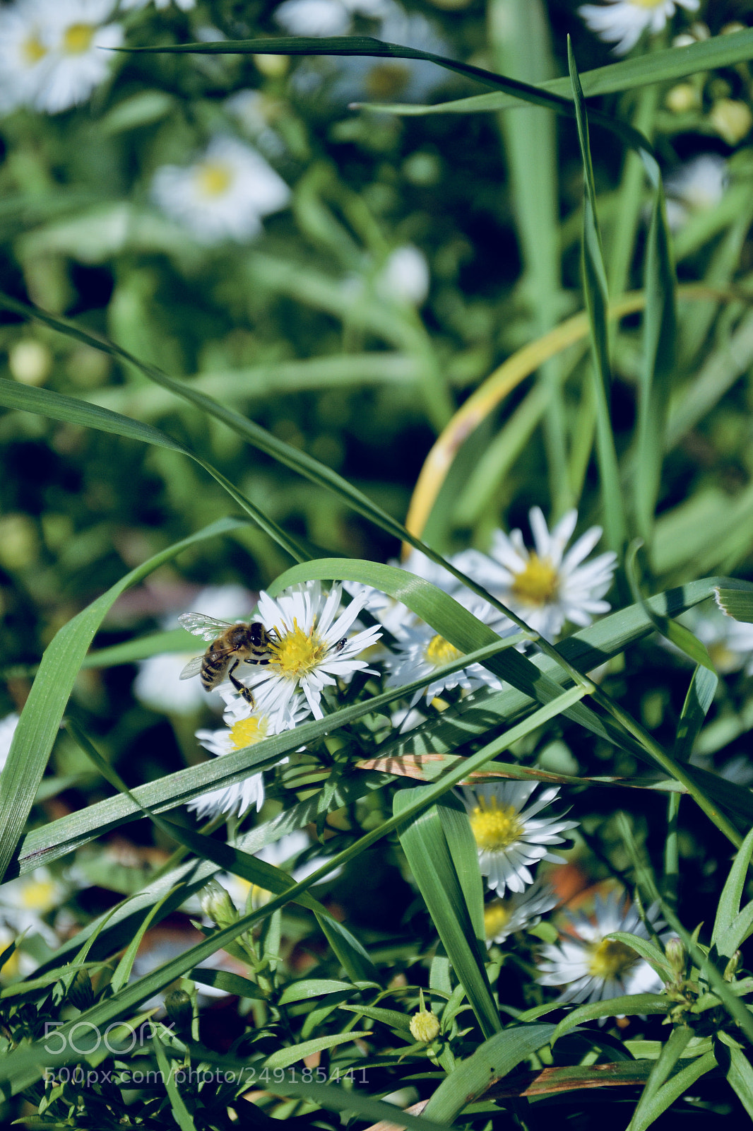 Nikon D3100 sample photo. Daisy photography