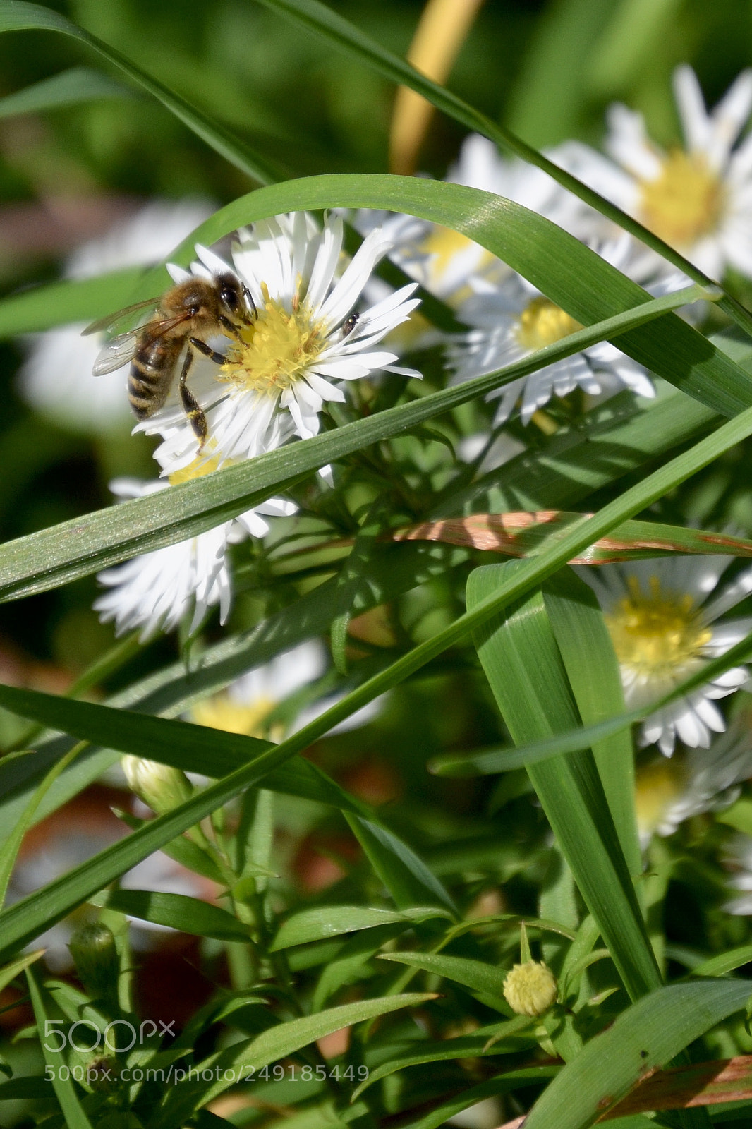 Nikon D3100 sample photo. Bee on daisy photography