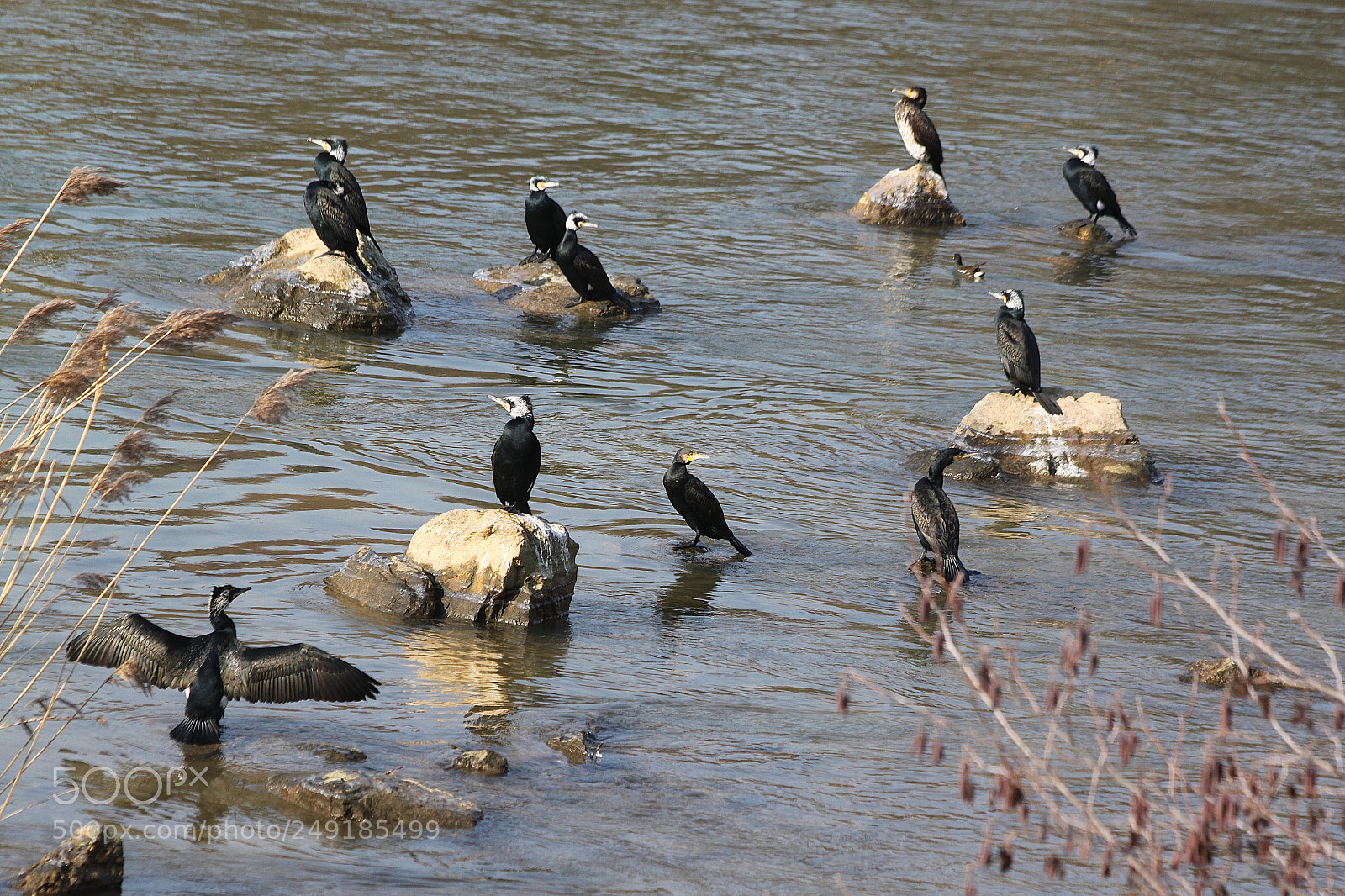 Canon EOS 500D (EOS Rebel T1i / EOS Kiss X3) sample photo. Colonie de "cormorans"! photography