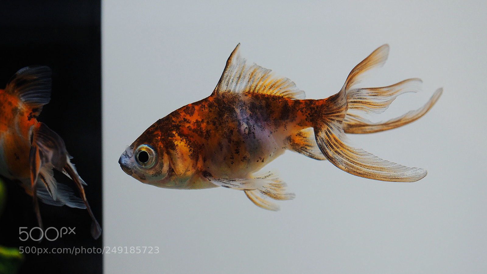 Olympus OM-D E-M1 sample photo. Goldfish photography
