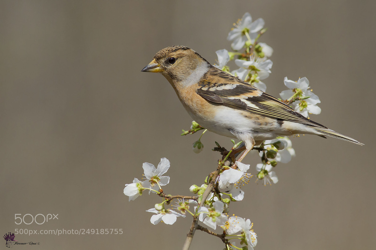 Canon EOS 7D sample photo. Brambling, peppola photography