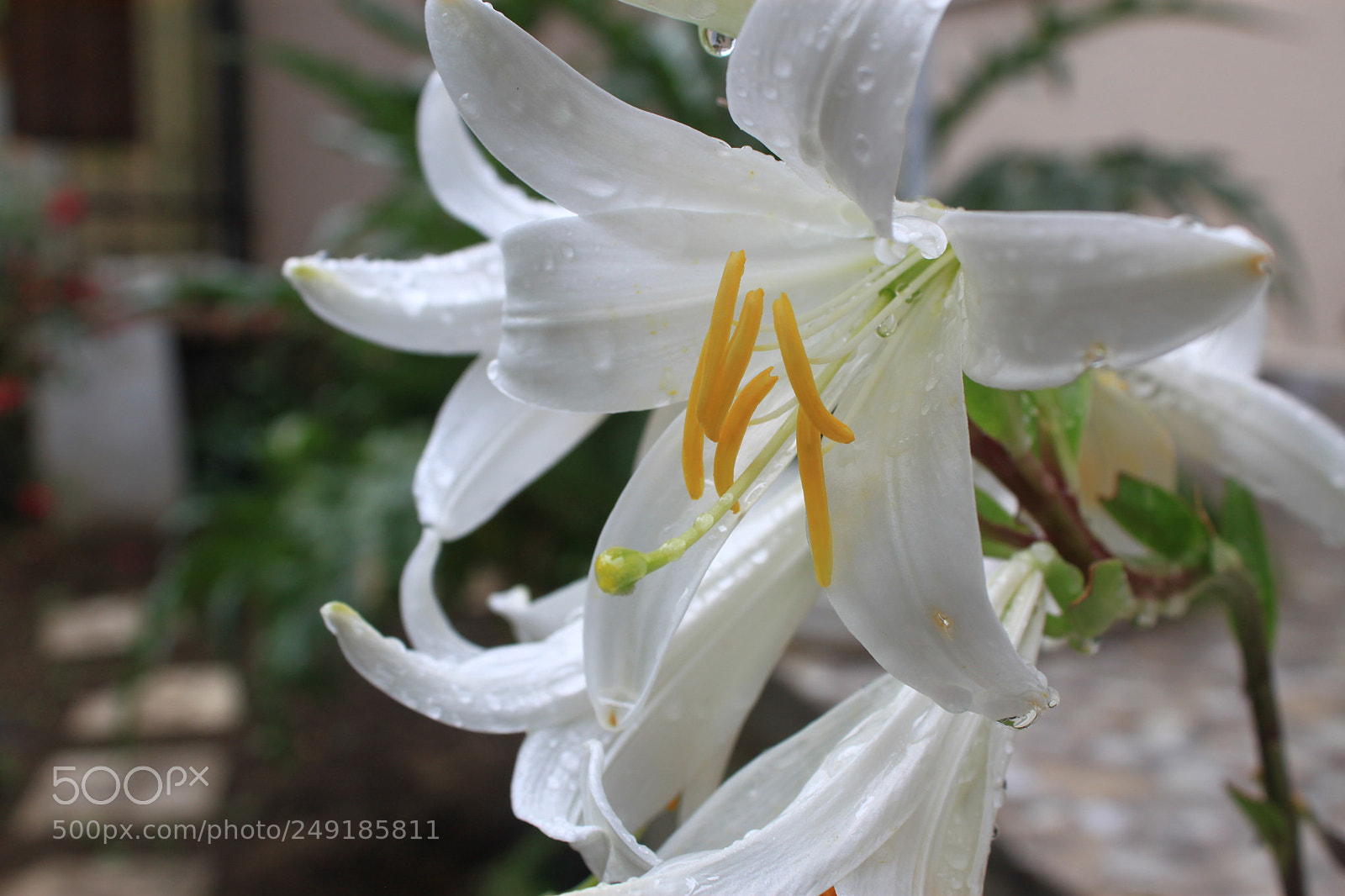 Canon EF-S 18-55mm F3.5-5.6 IS sample photo. Img photography