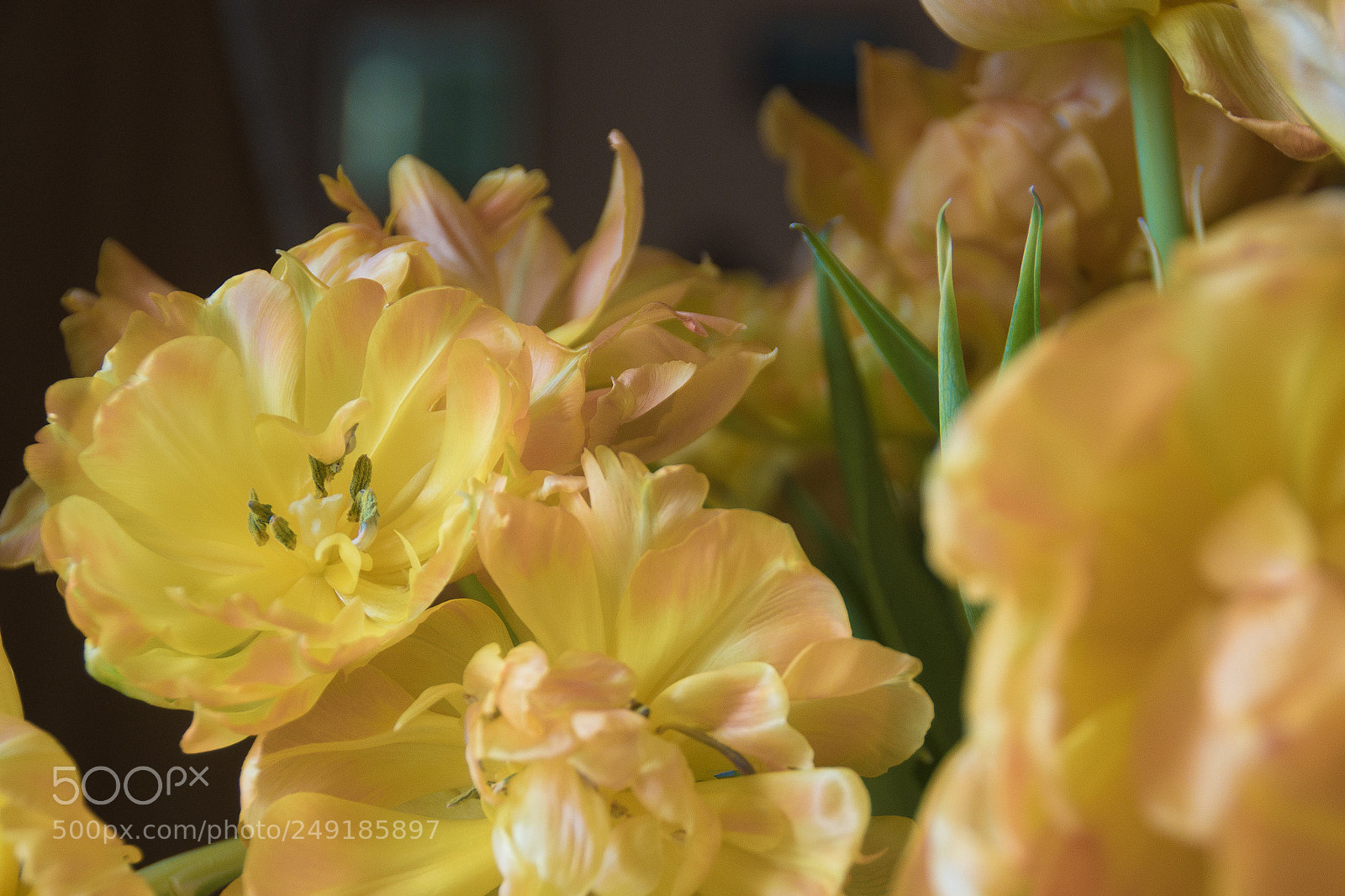 Nikon D5500 sample photo. Tulips ** photography