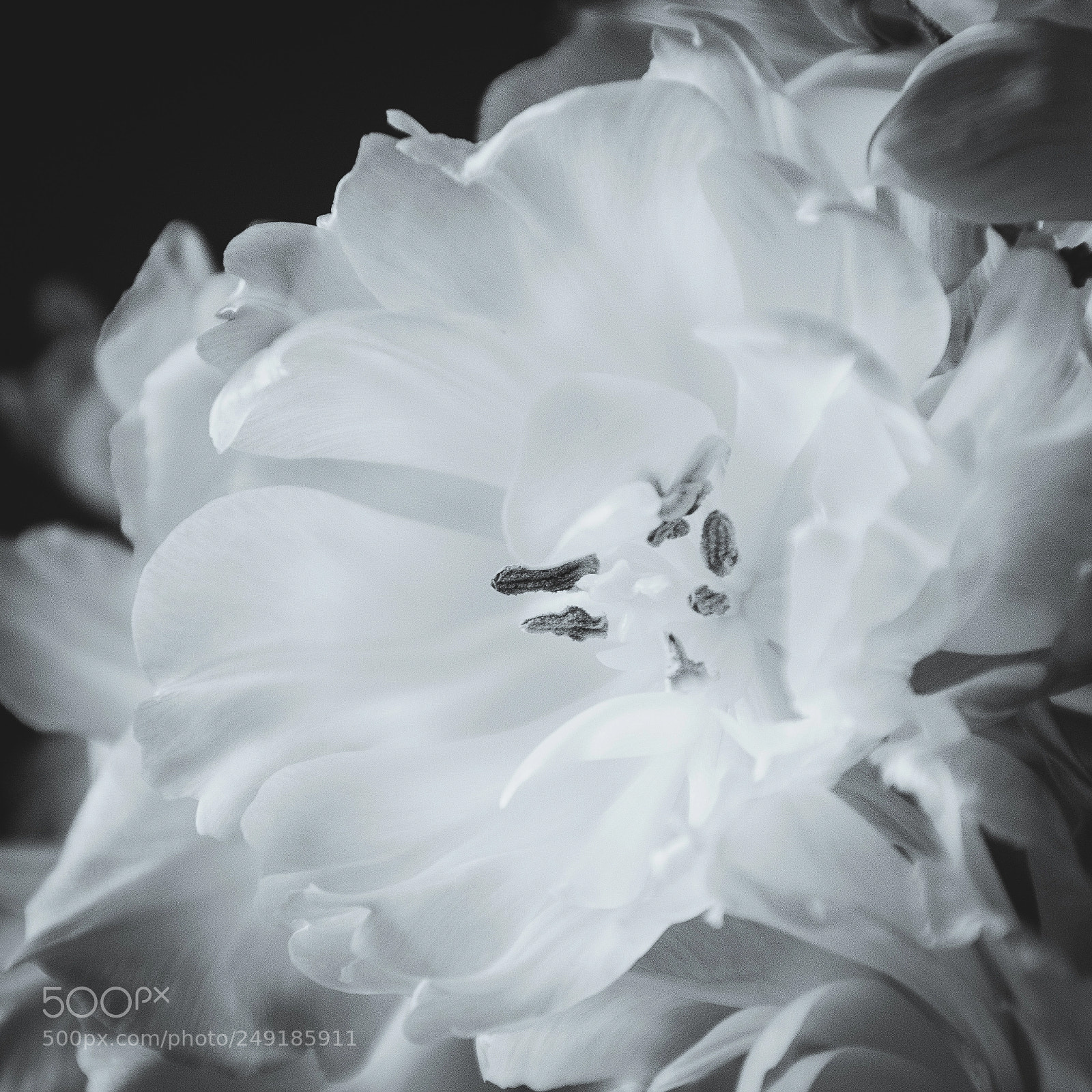 Nikon D5500 sample photo. Tulips *** photography