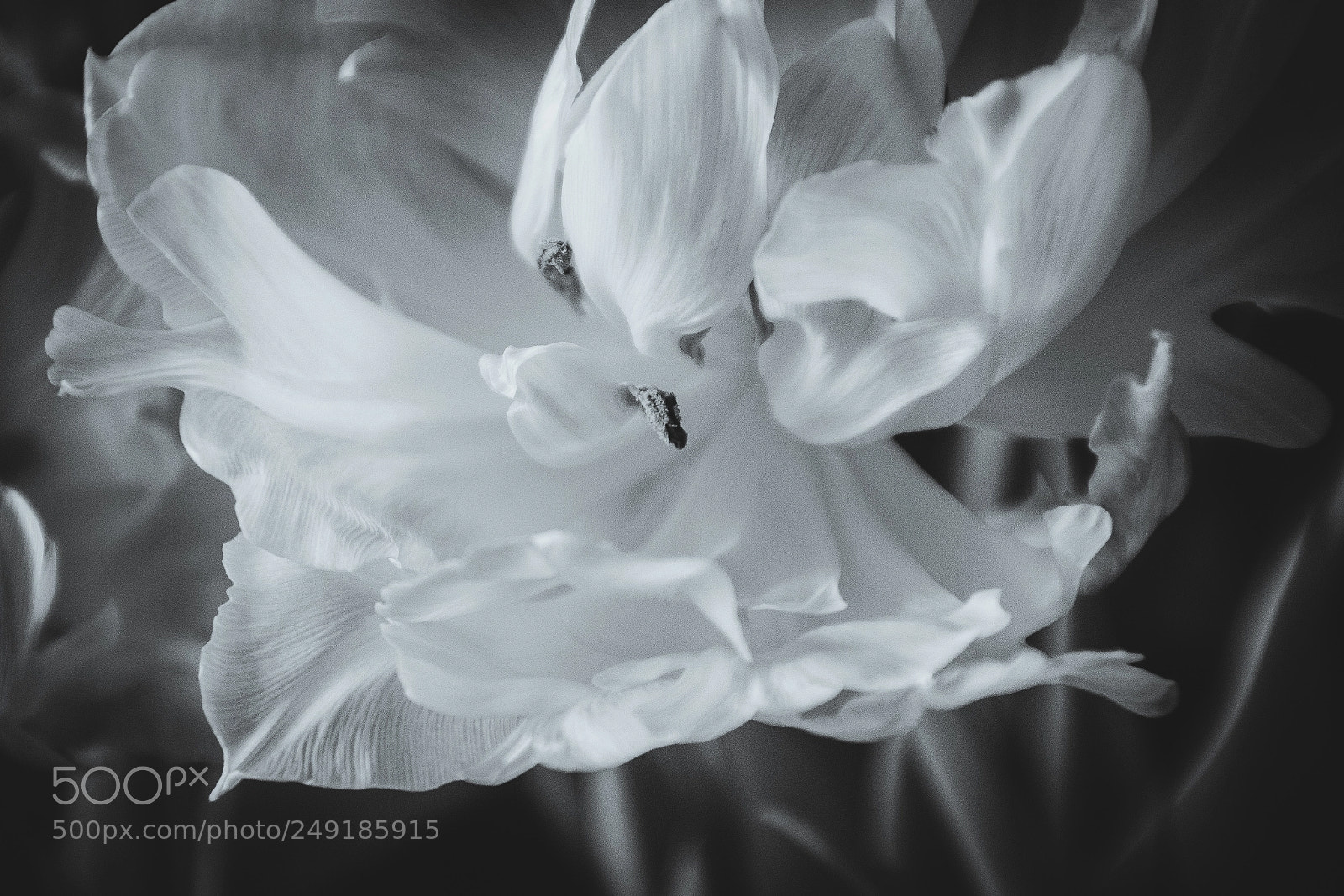 Nikon D5500 sample photo. Tulips **** photography