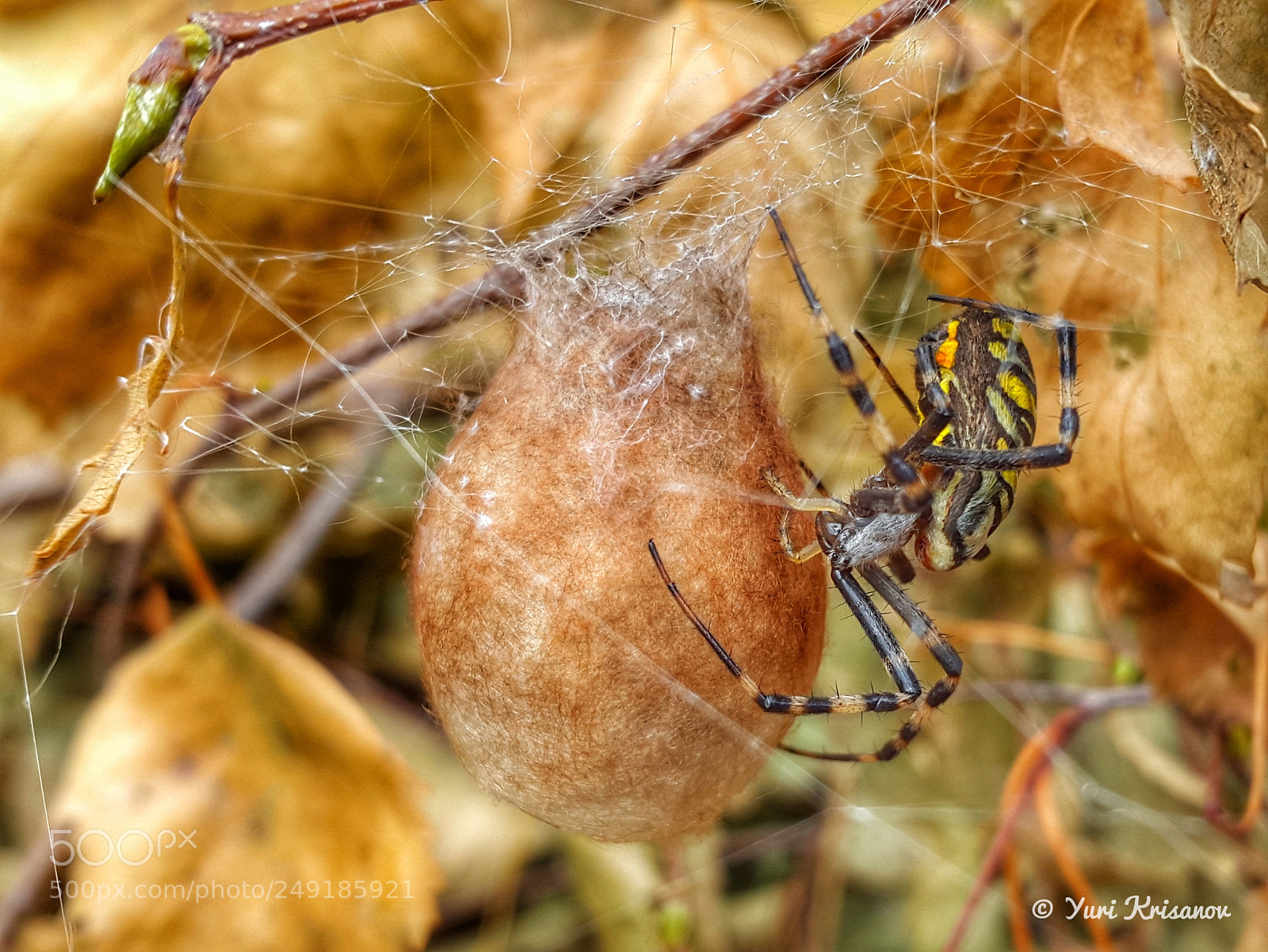 Samsung Galaxy Alpha sample photo. Spider argiope bruennichi weaves photography