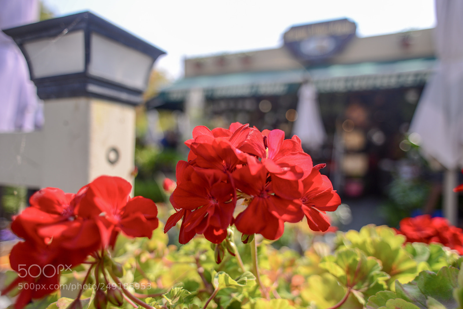 Nikon D600 sample photo. Terrace flowers photography