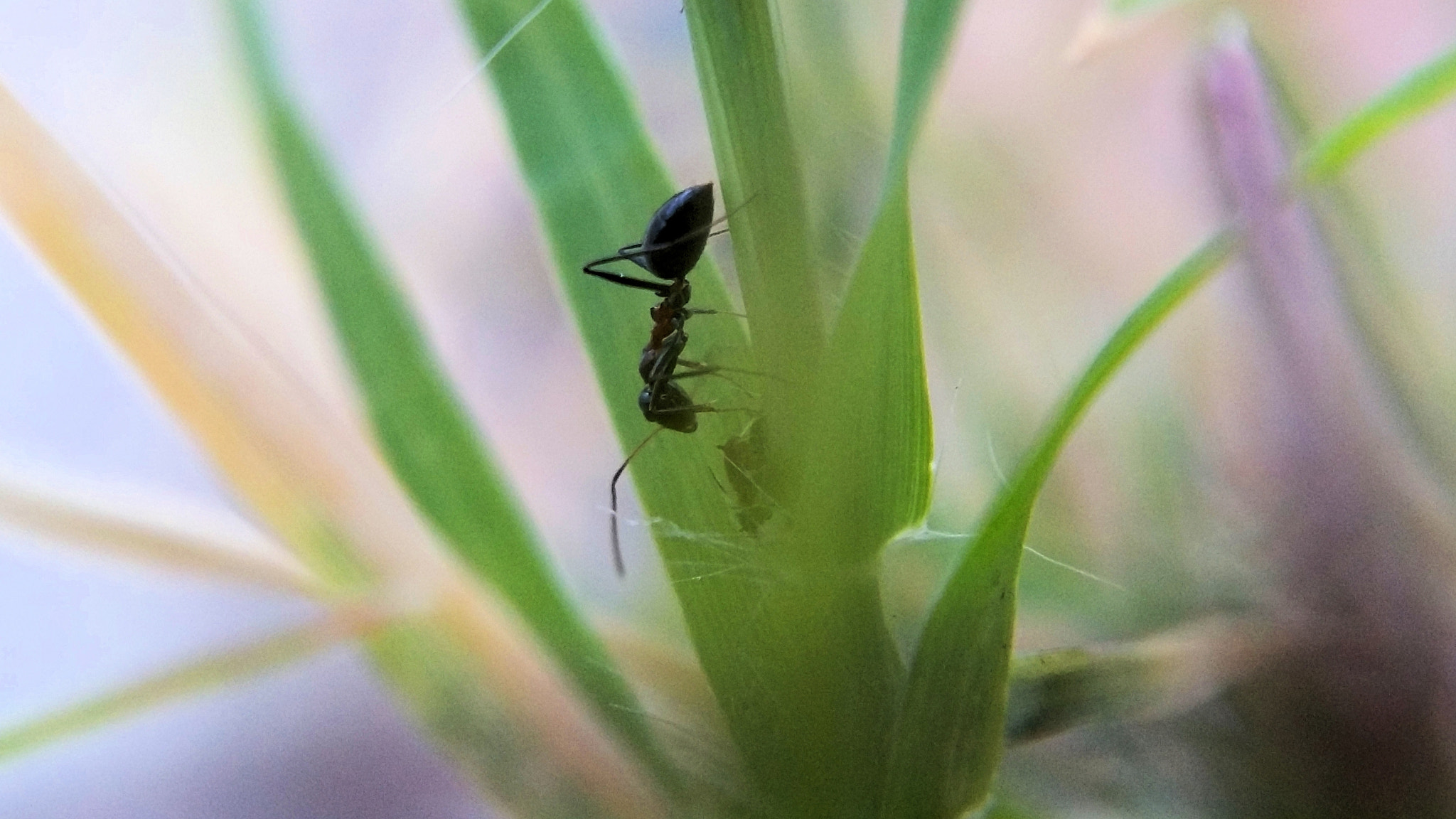 Samsung Galaxy A7 sample photo. Ant grass photography
